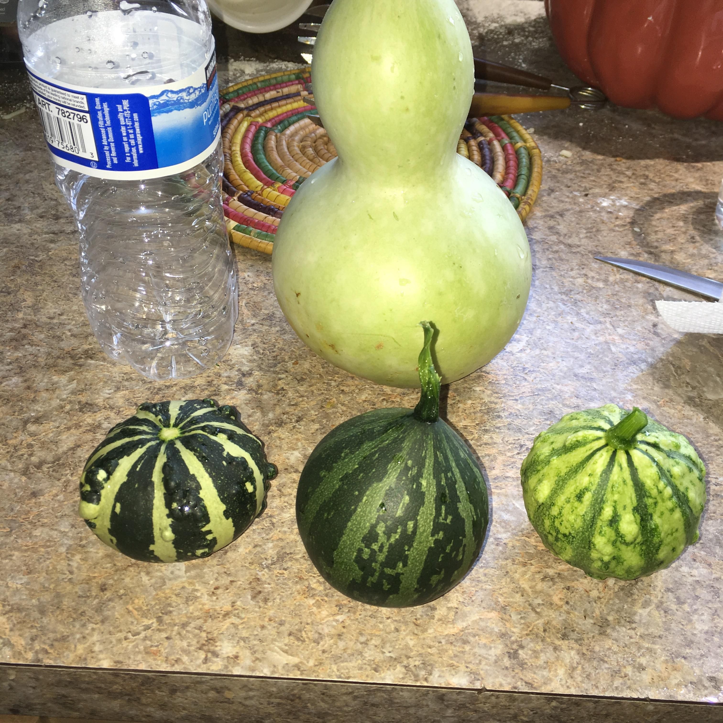 Gourds picked today! Water bottle for size reference :) #gardening ...
