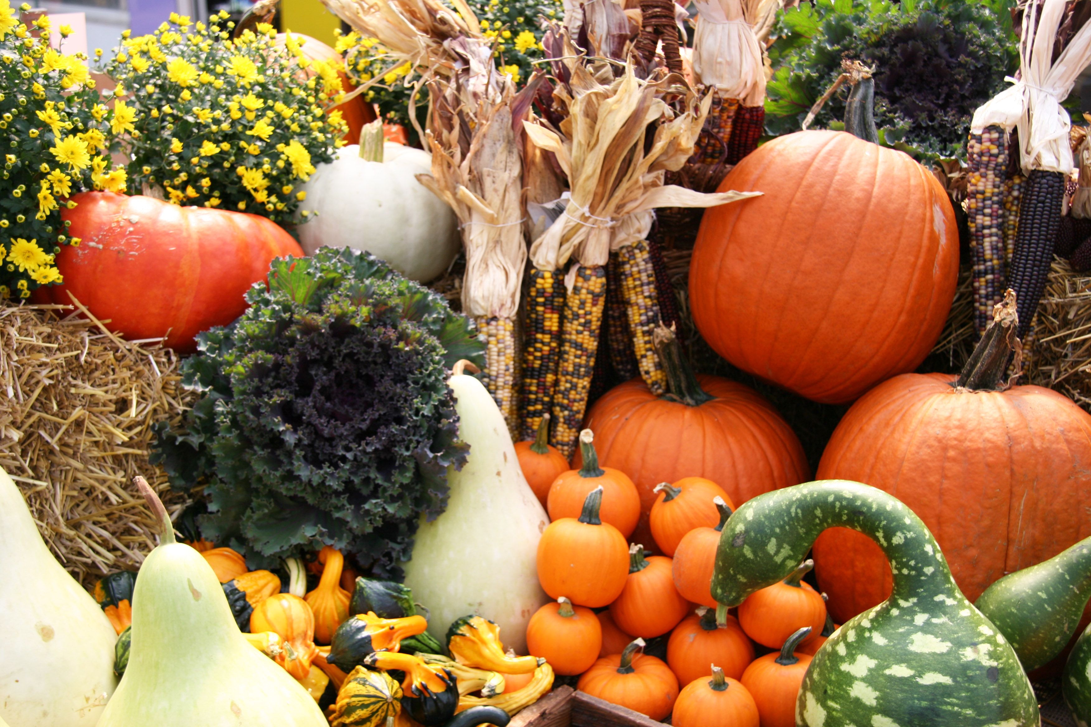 Fall harvest market at TERRA (pumpkins, gourds, kale, corn stalks ...
