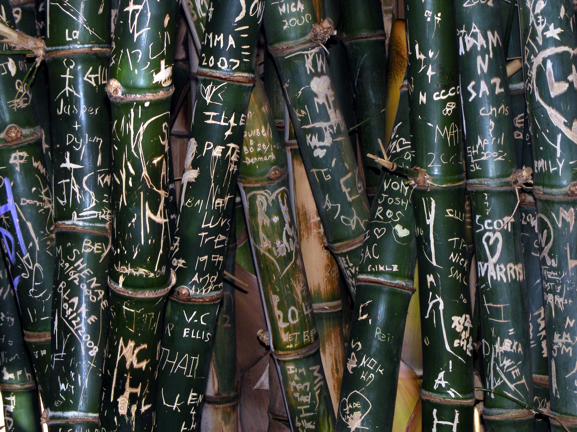 Graffiti on bamboo photo
