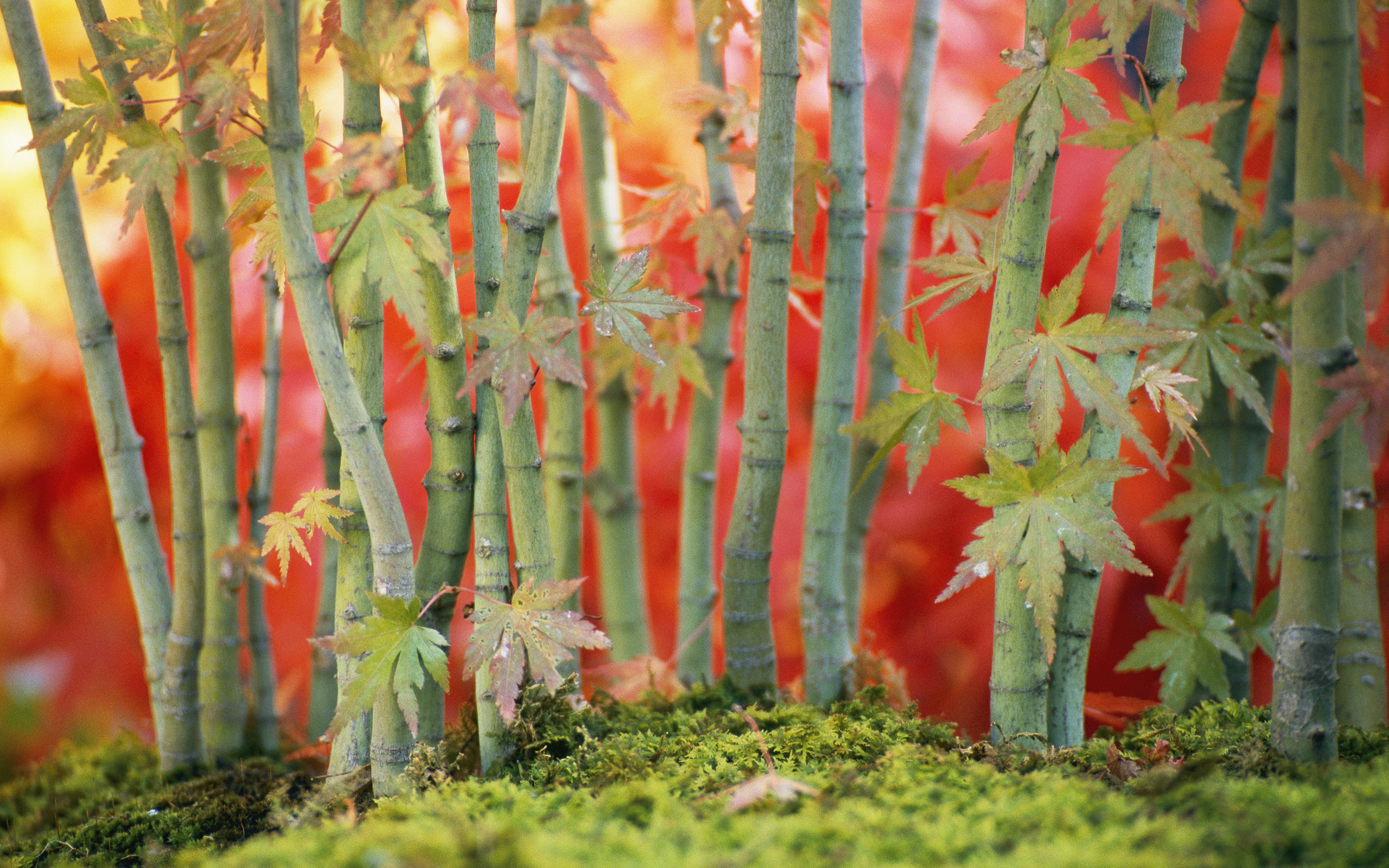 Bamboo wallpapers | Bamboo stock photos