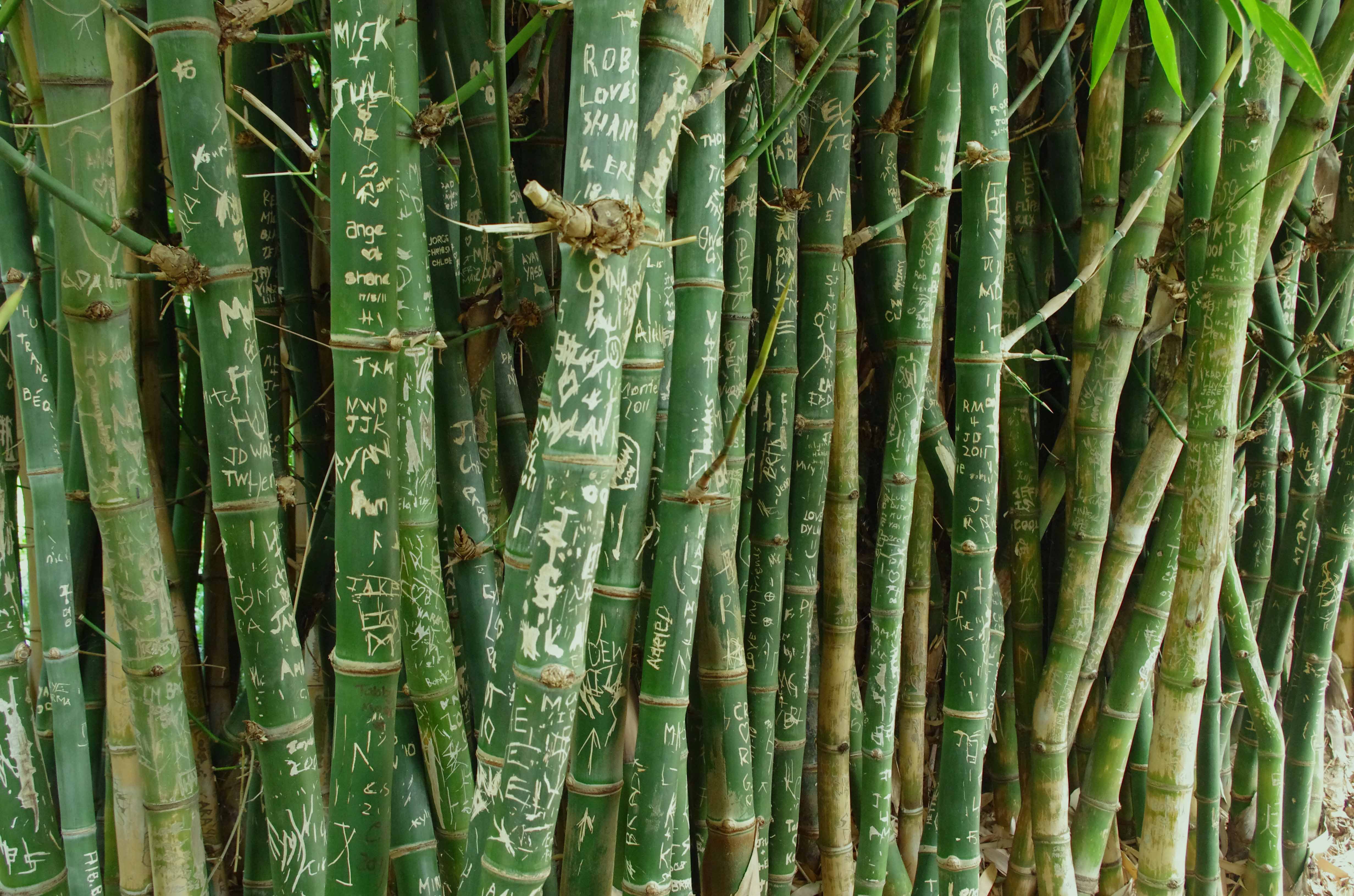 Bamboo Graffiti - Pentax User Photo Gallery