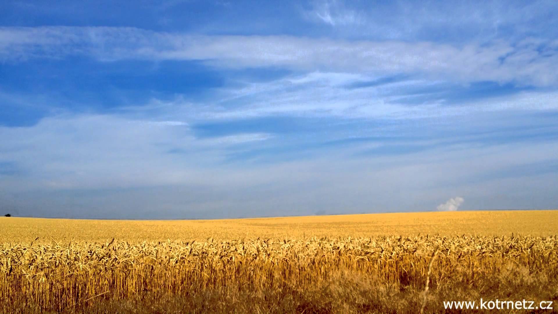 Summer grain field (1080HD) - YouTube