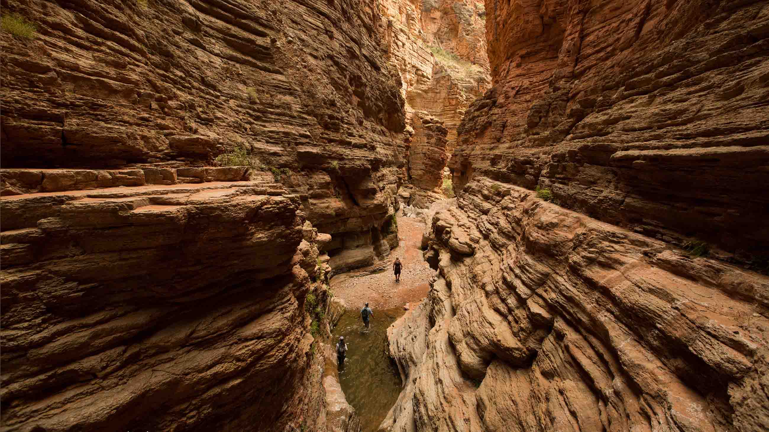 Deep in the Grand Canyon, Scientists Struggle to Bring Back the Bugs