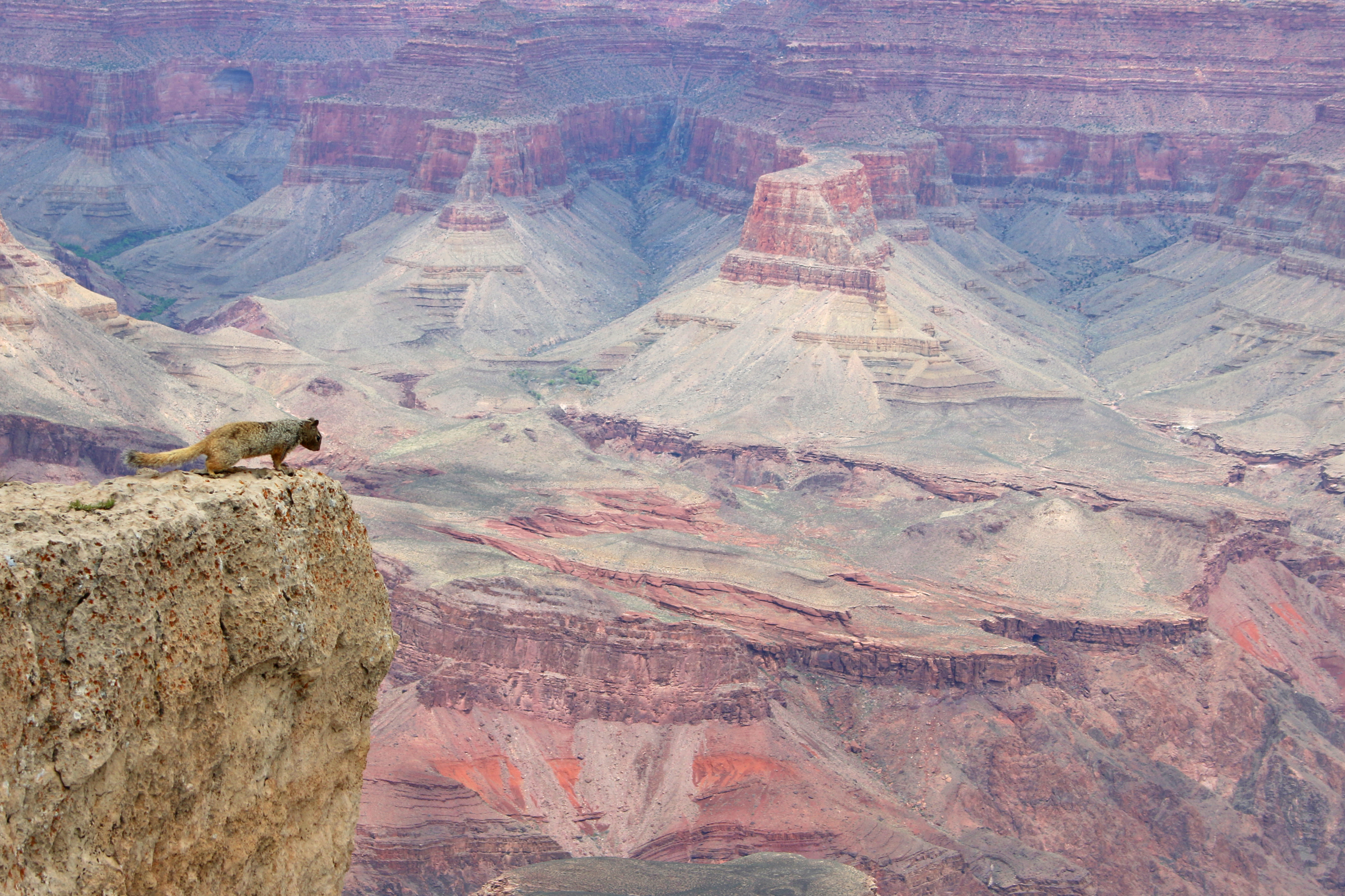 Grand canyon squirrel view photo