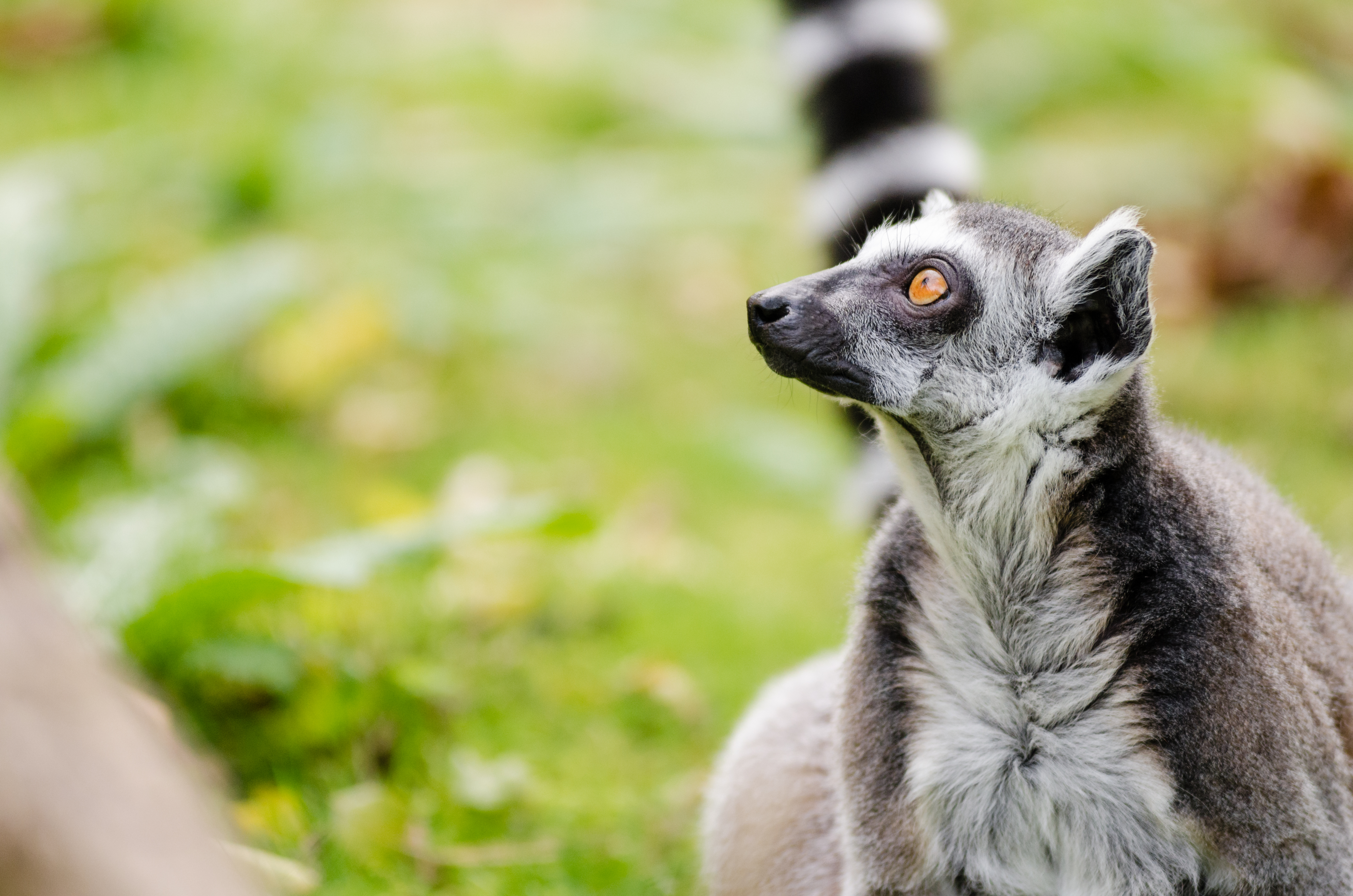Granny lemur (ring-tailed lemur) photo