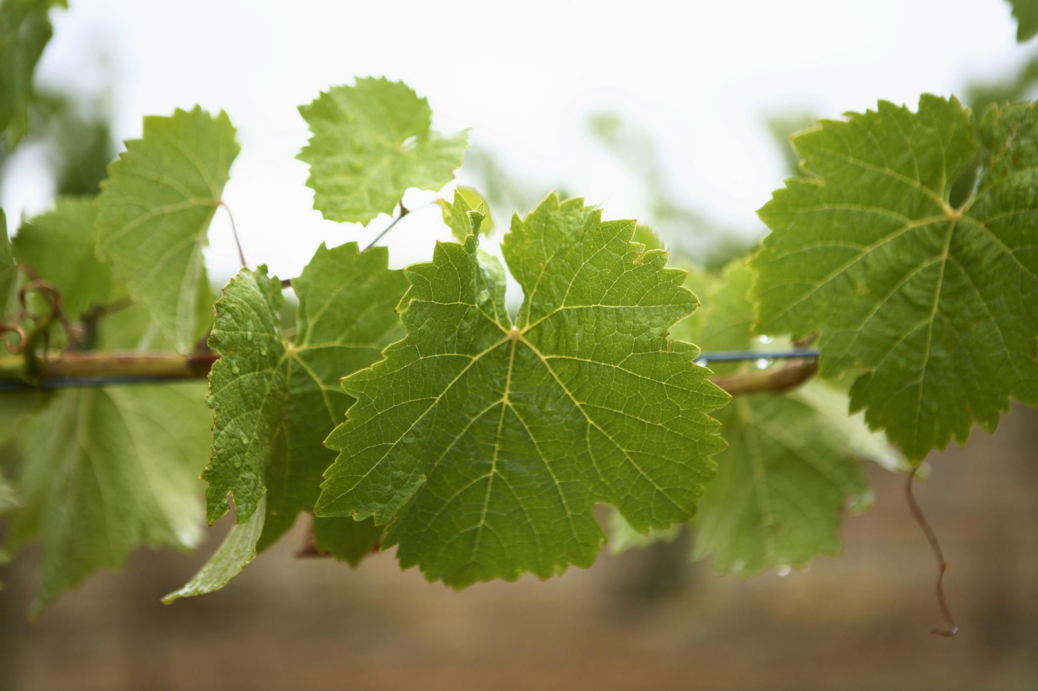 Grape Leaves - RevoGrow - The Social Marketplace for Local Food