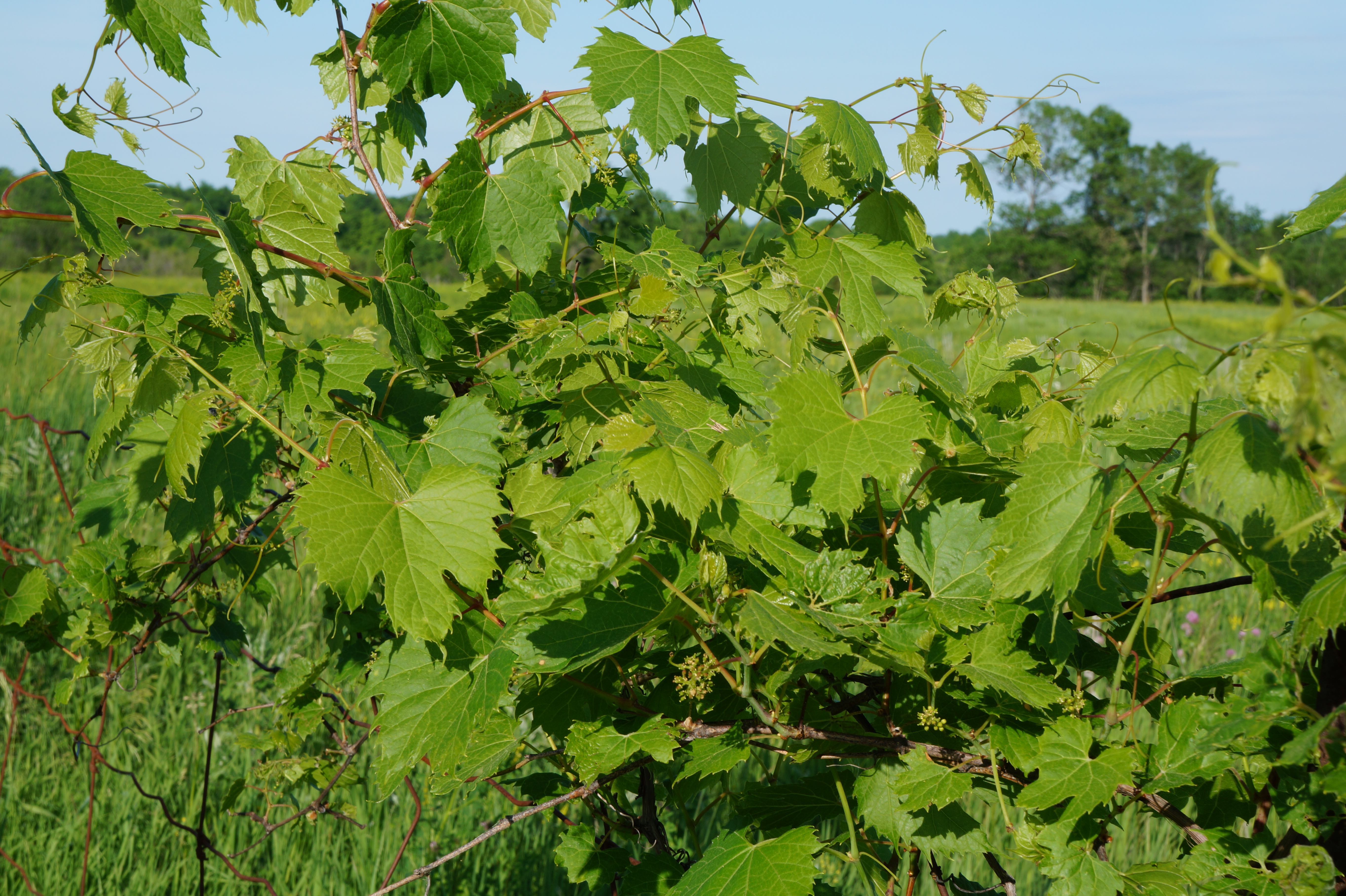 wild grape leaves | Along the Grapevine