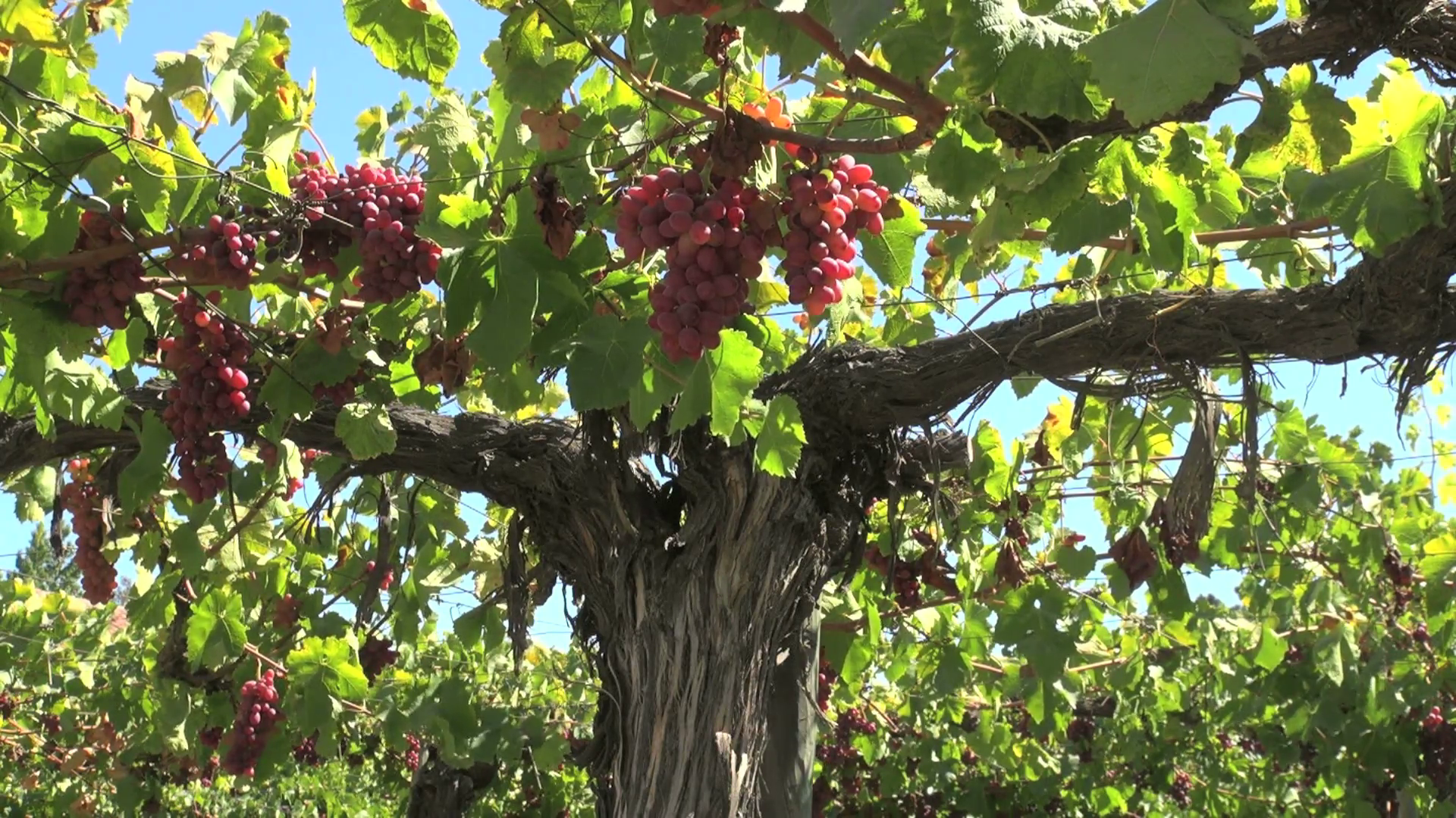 Grapes on a Tree 2 Stock Video Footage - VideoBlocks