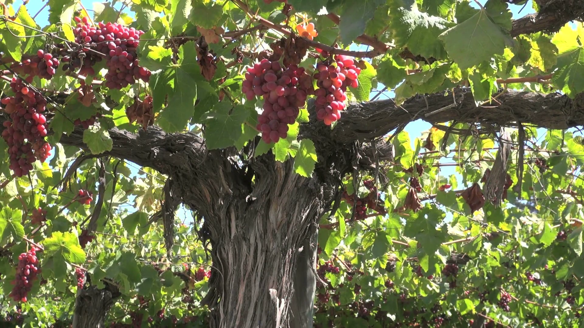 Grapes Hanging from a Tree Stock Video Footage - VideoBlocks