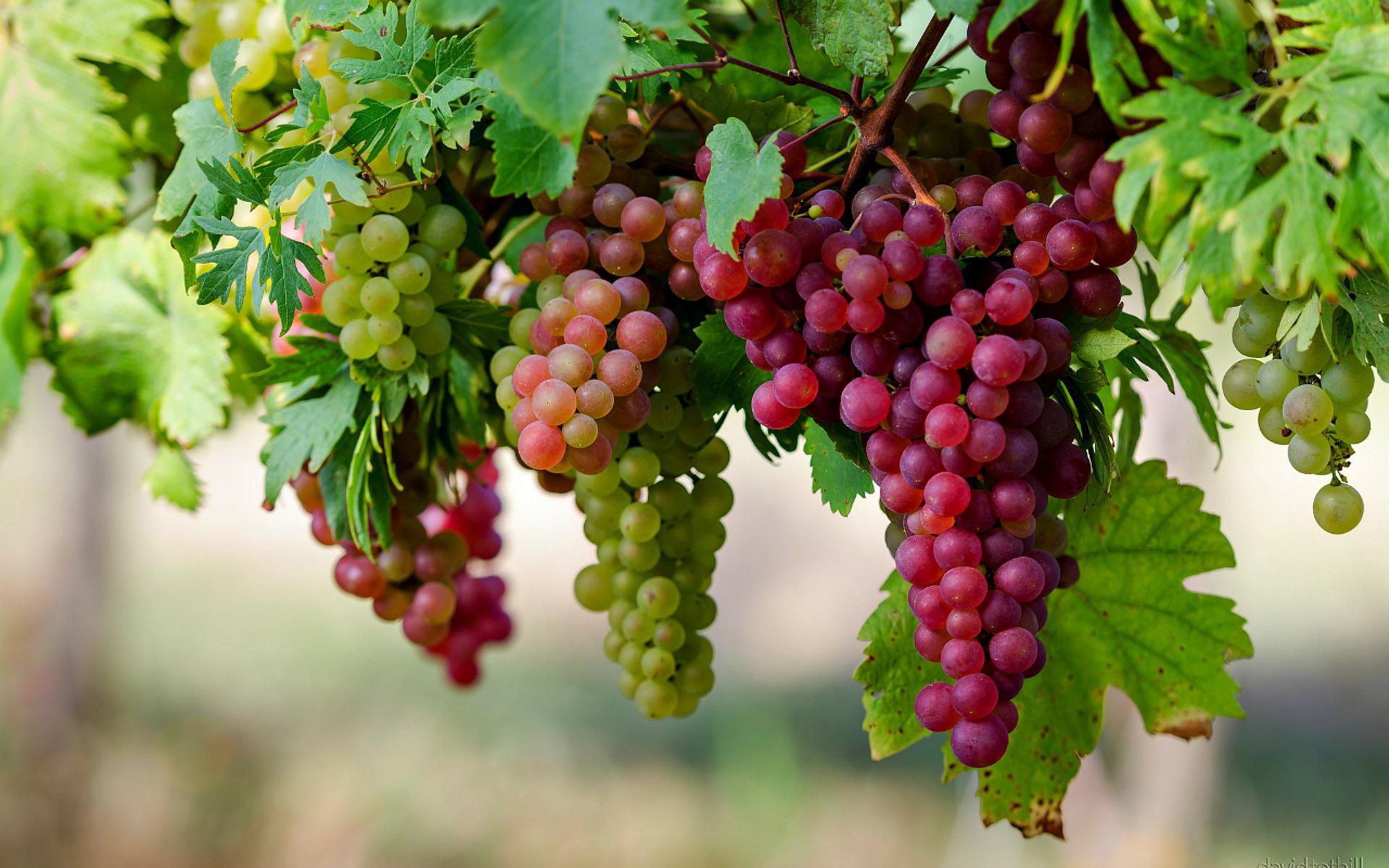 Grapes: The fruit of the gods ~ Live Like a Goddess