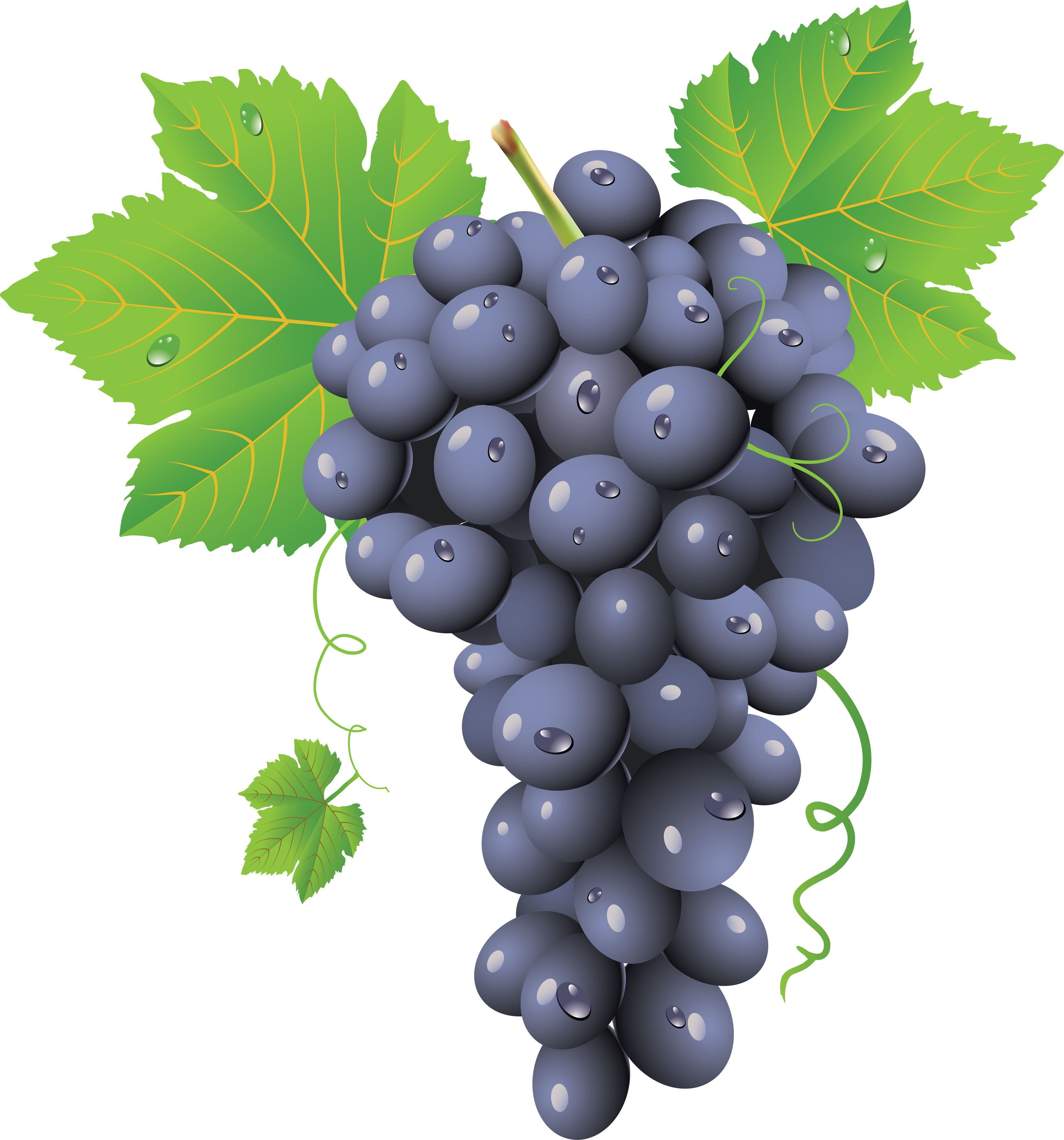 Grape PNG image, free picture download