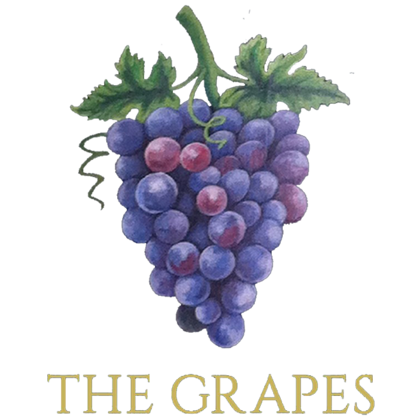 The Grapes | Craft Beer | Artisanal Pizza | Pub & Restaurant in Oxford