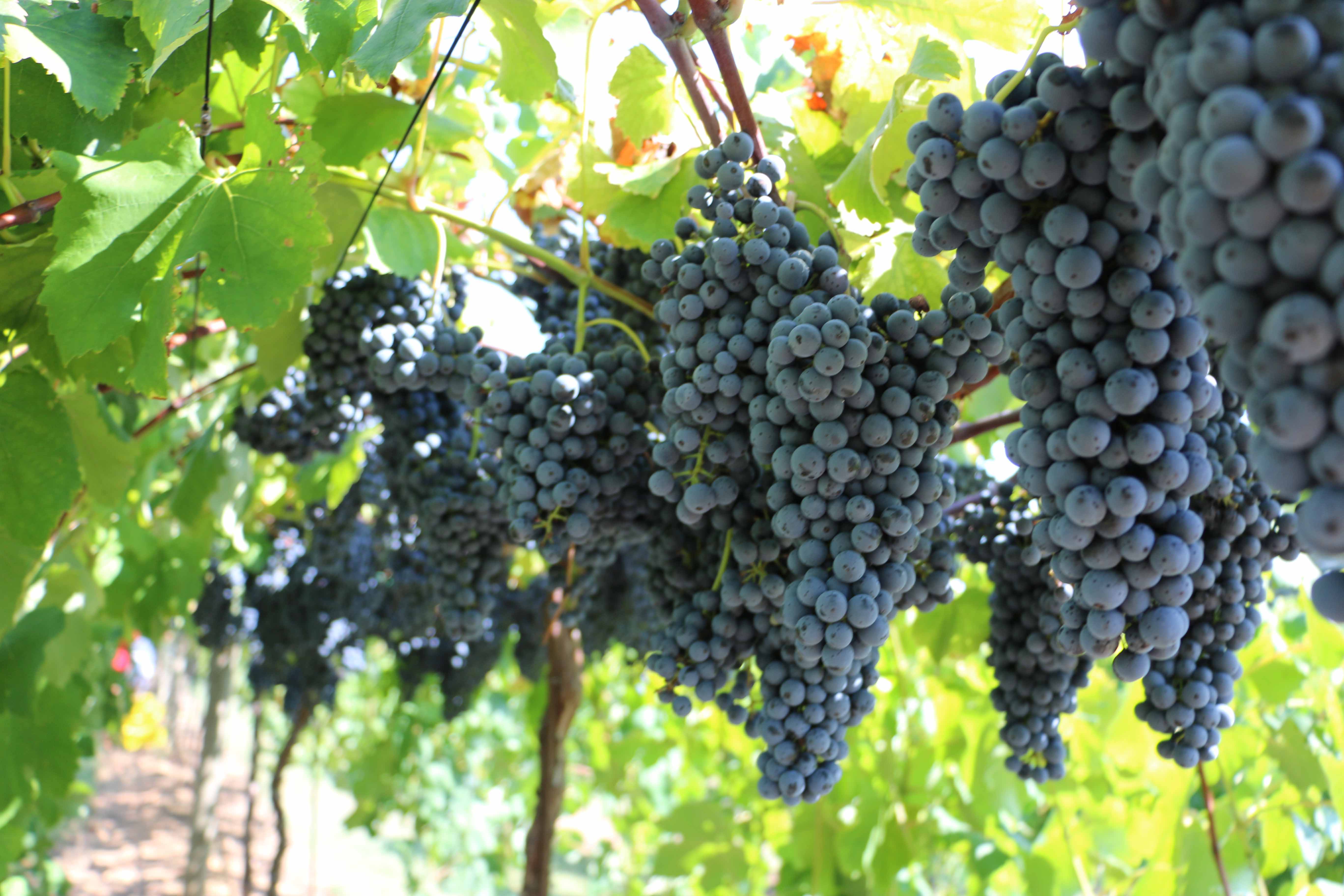 CAES NEWS | Georgia's Grape Industry