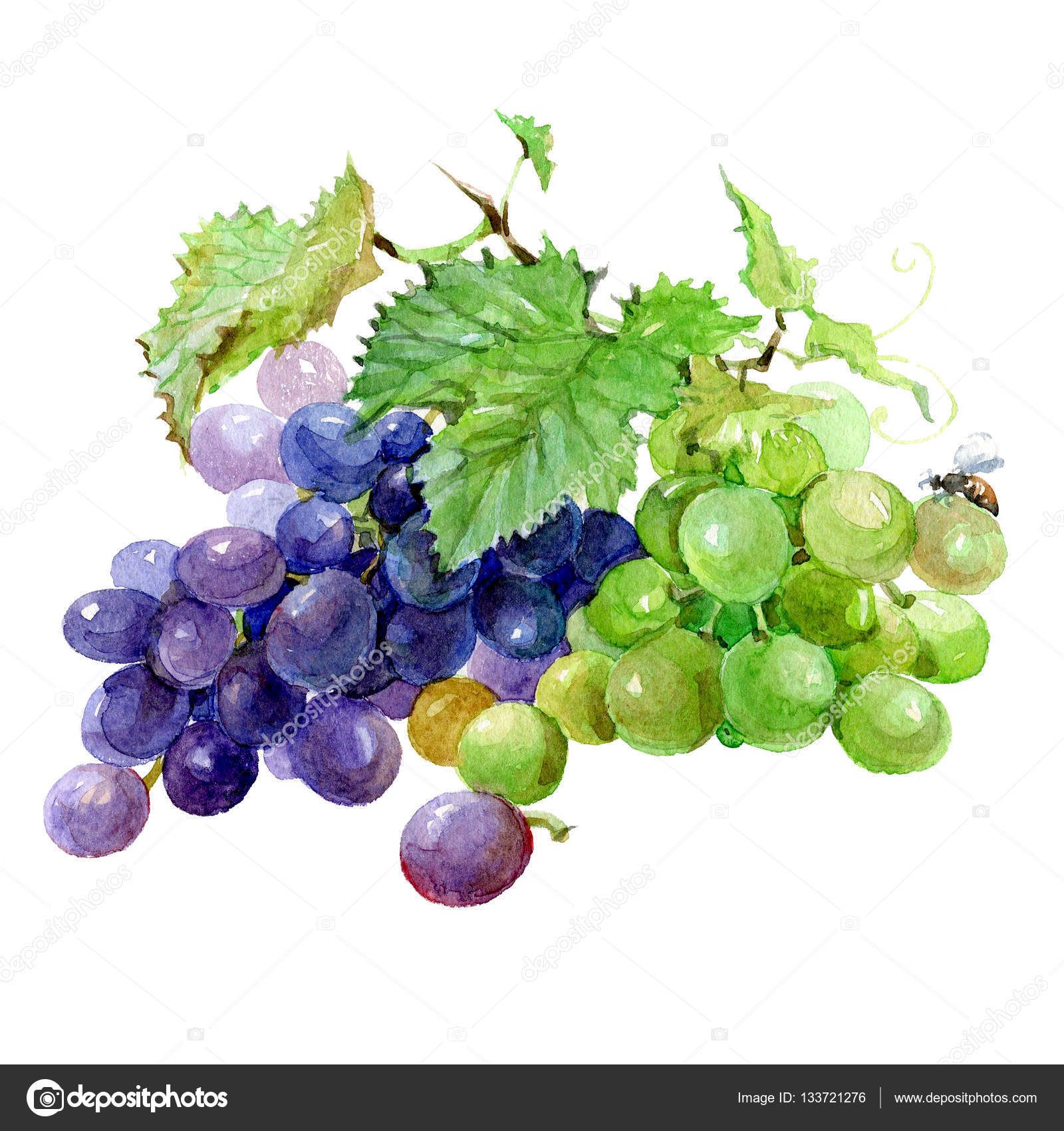 Watercolor grape bunch of green and dark grapes isolated ...