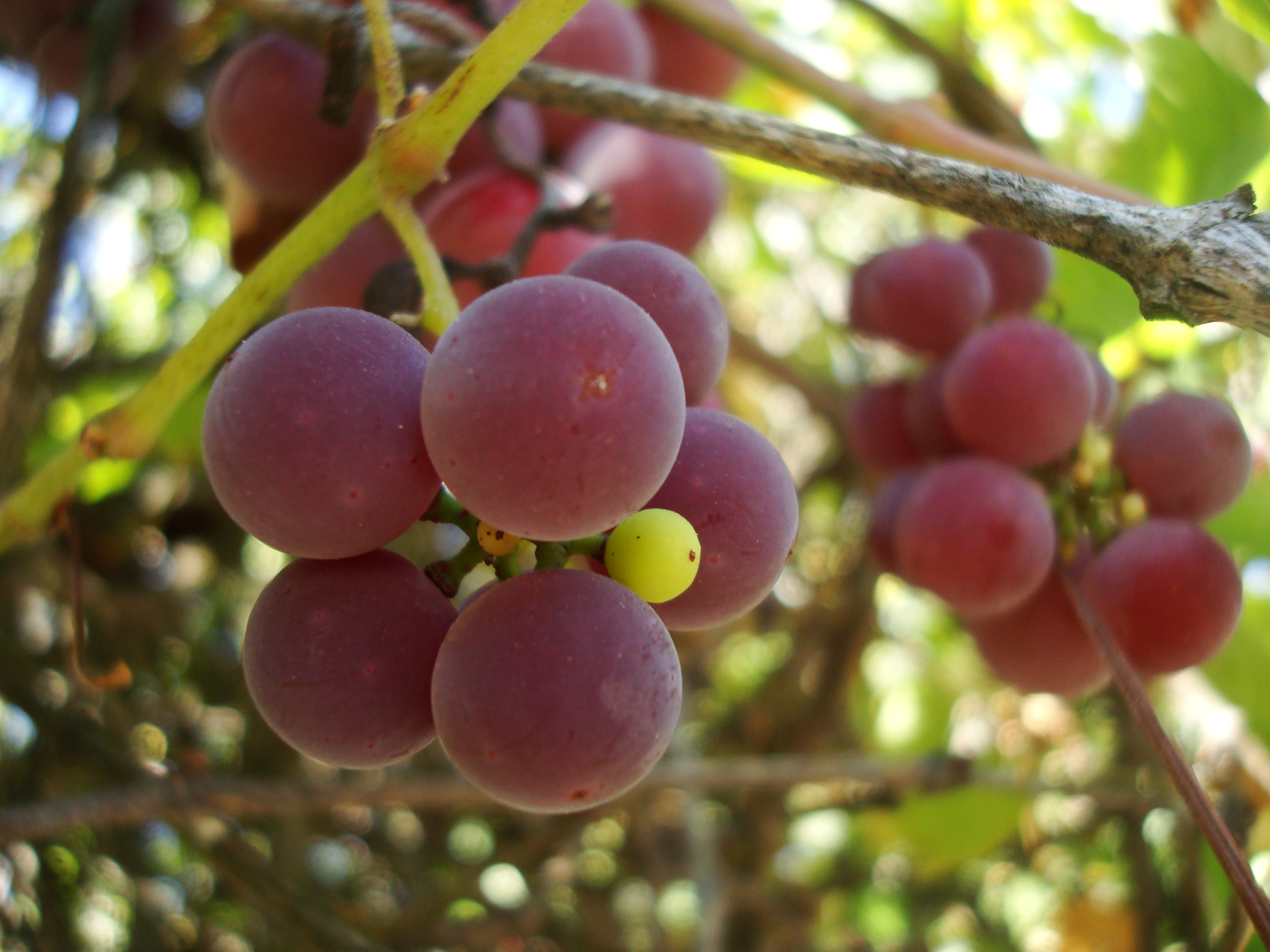 Grapes on a vineyard photo