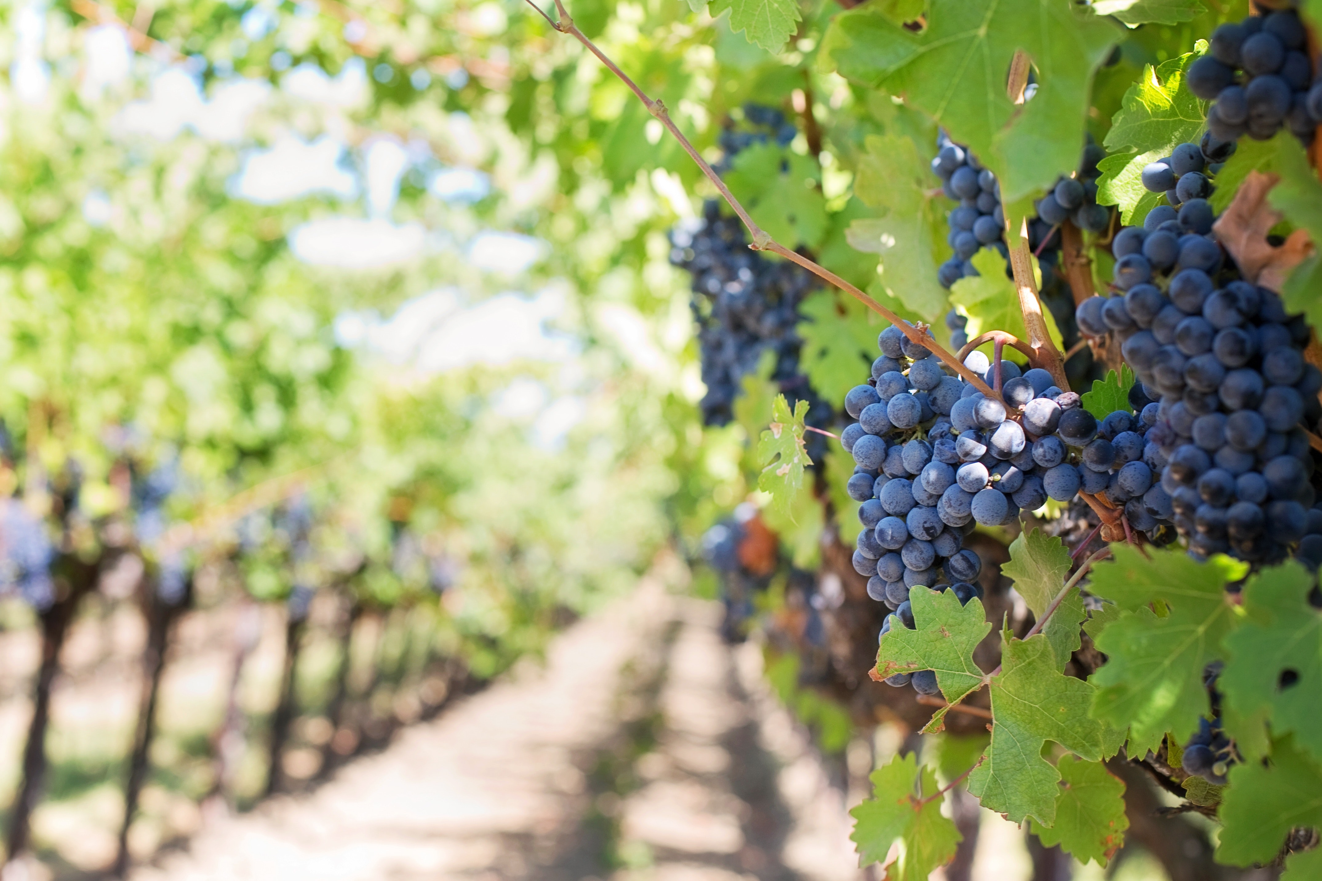Grapes on vineyard during daytime photo