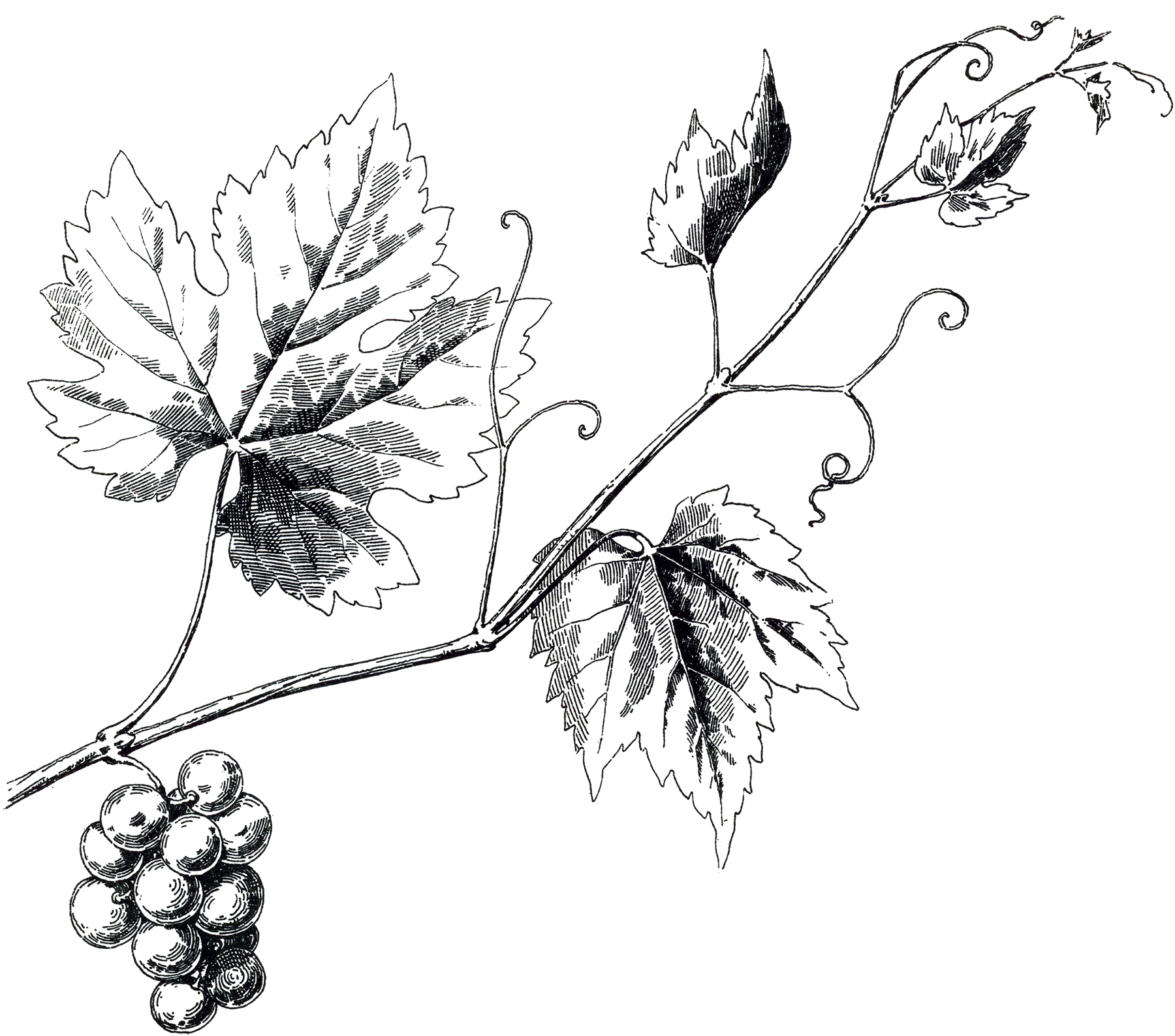 Vintage Grapevine Image - The Graphics Fairy