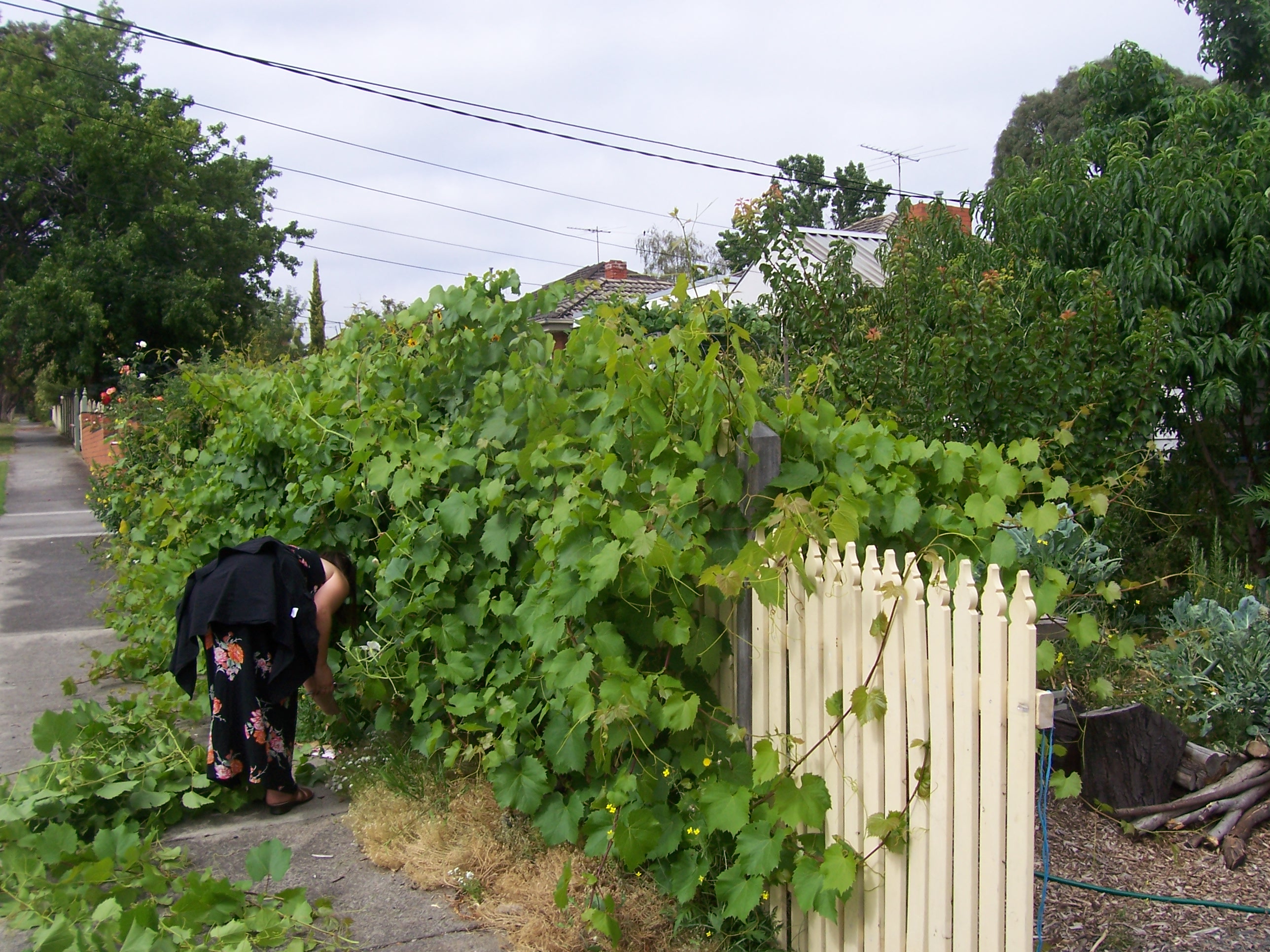 Grapevine on fence photo
