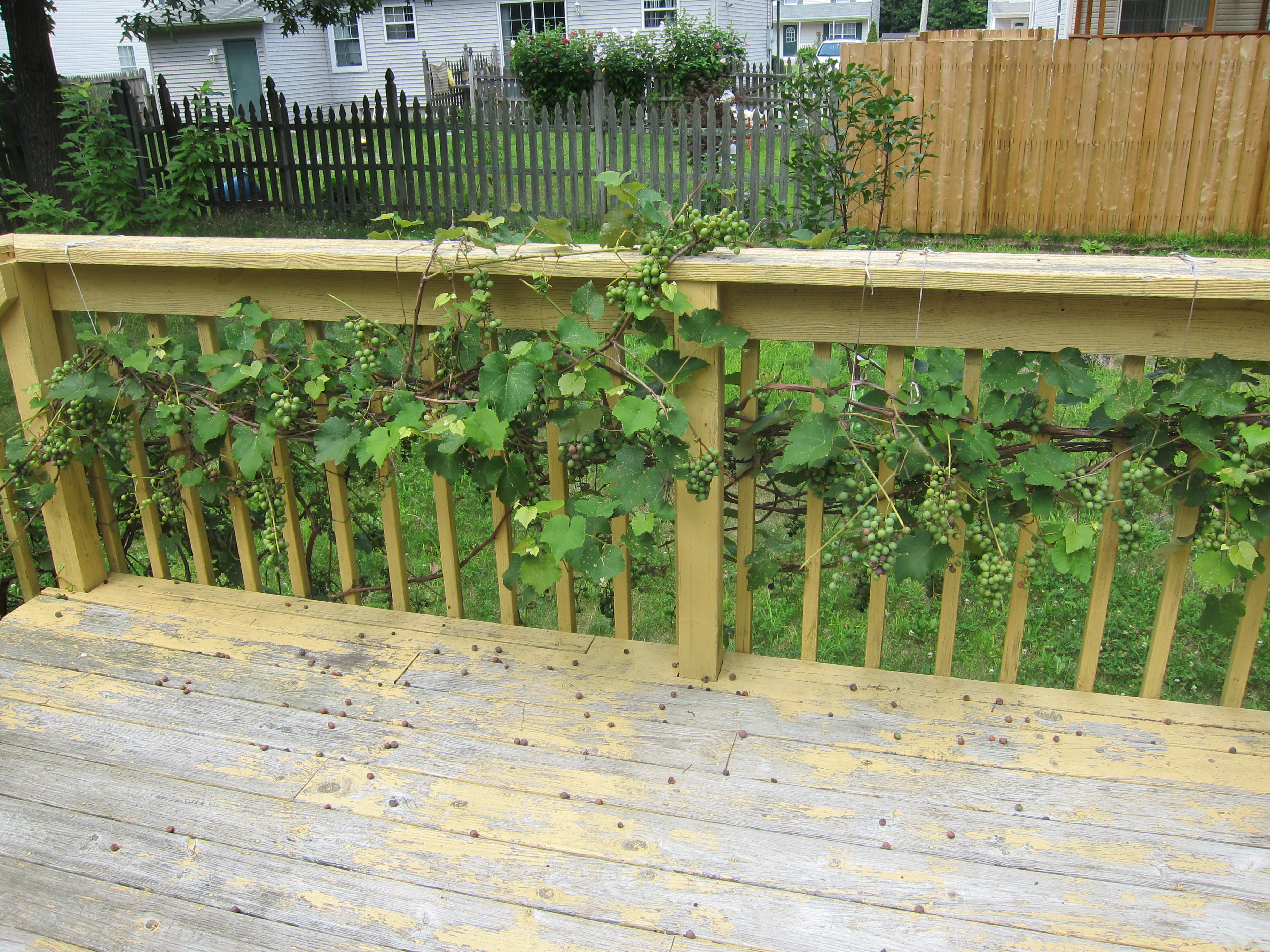 Sick grape vine - grapes get brown, shrink and die - Ask an Expert