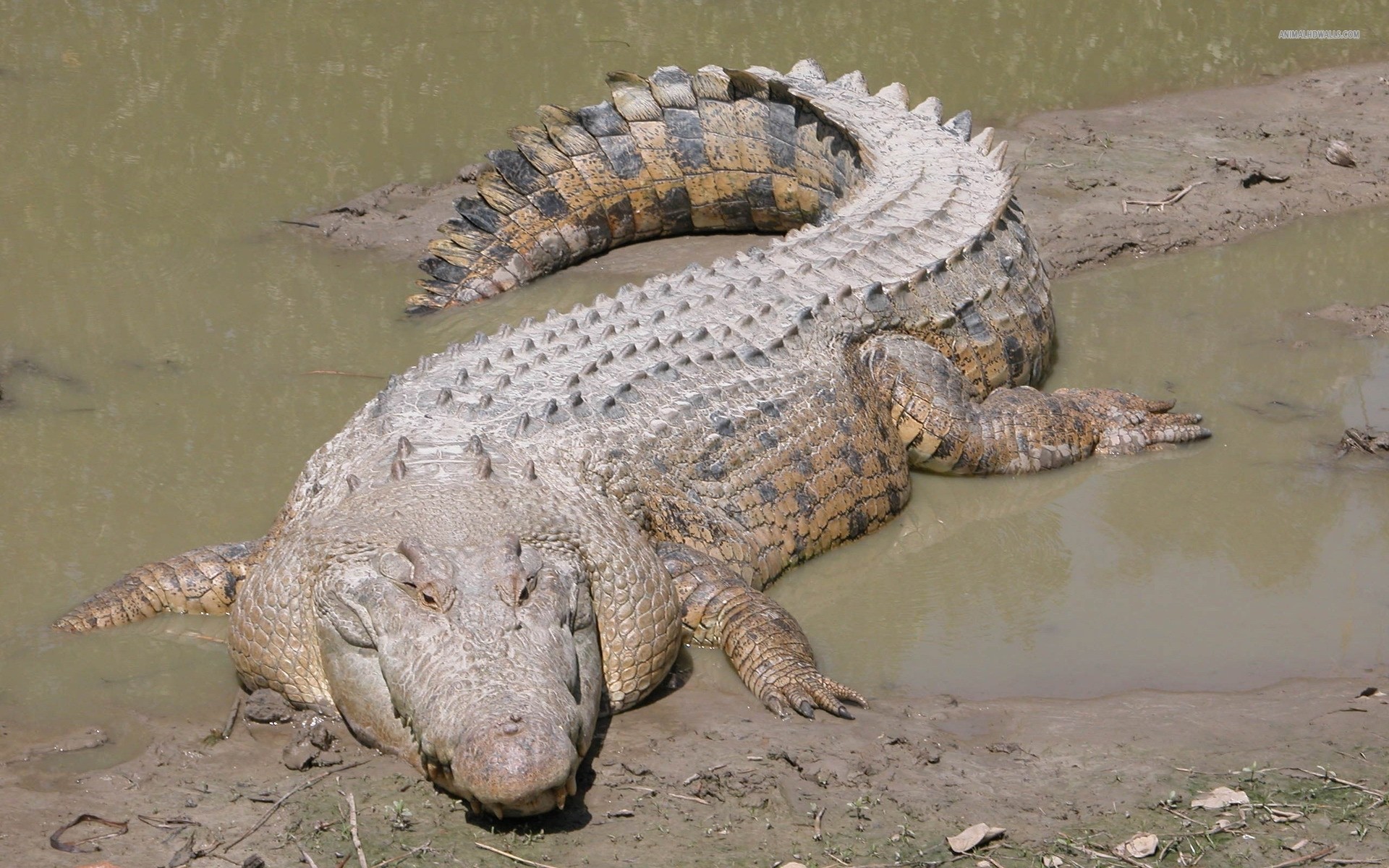 Graphical crocodile photo