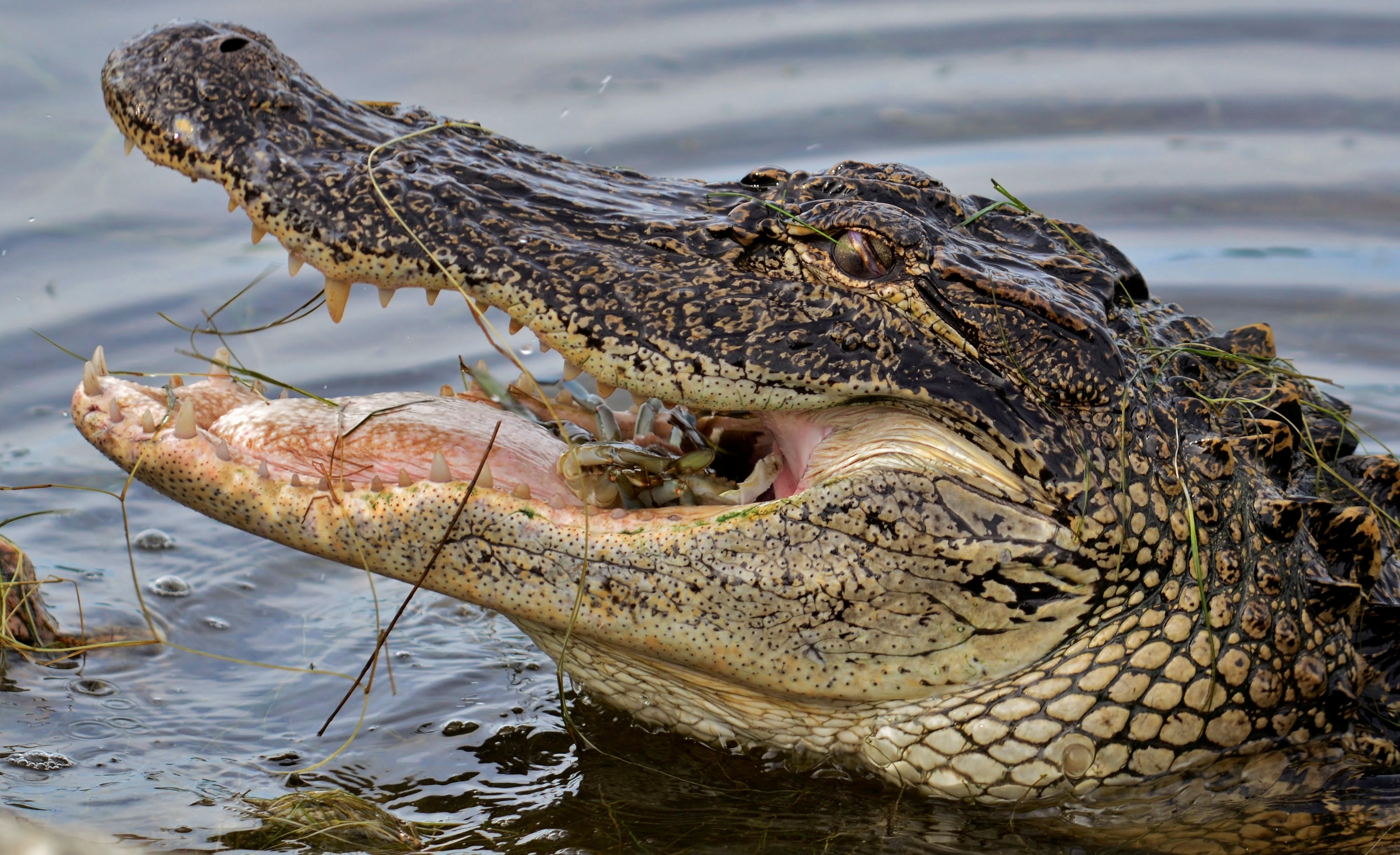 Wild alligator photo