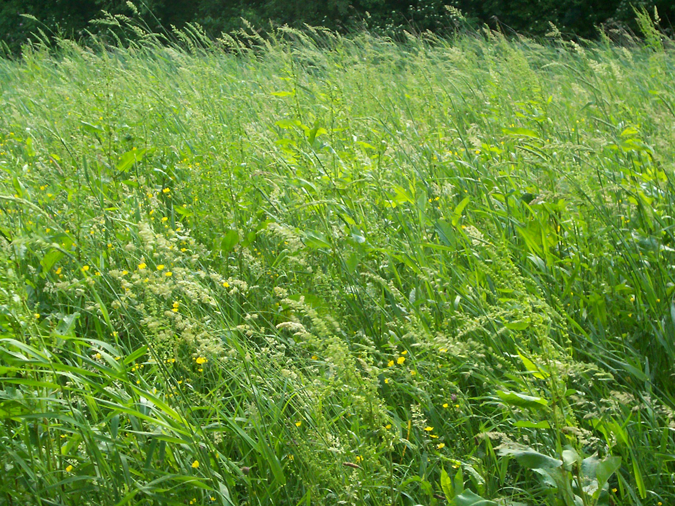 File:(Unmowed) grass 1.JPG - Wikimedia Commons