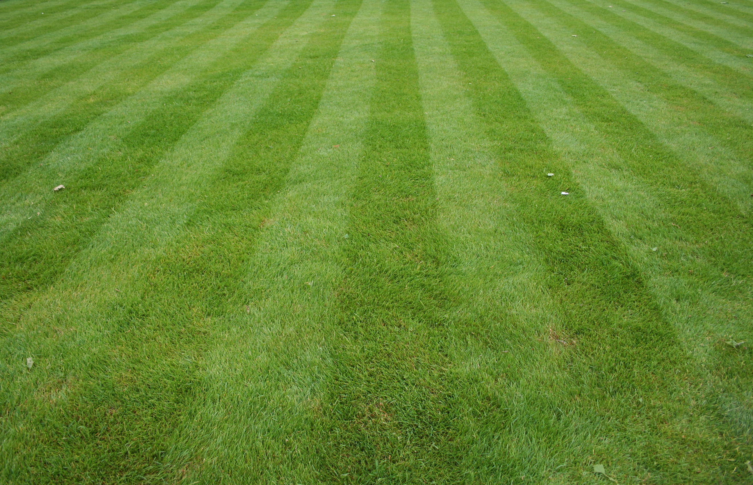 10 Reasons You Don't Need a Grass Lawn - The Good Human