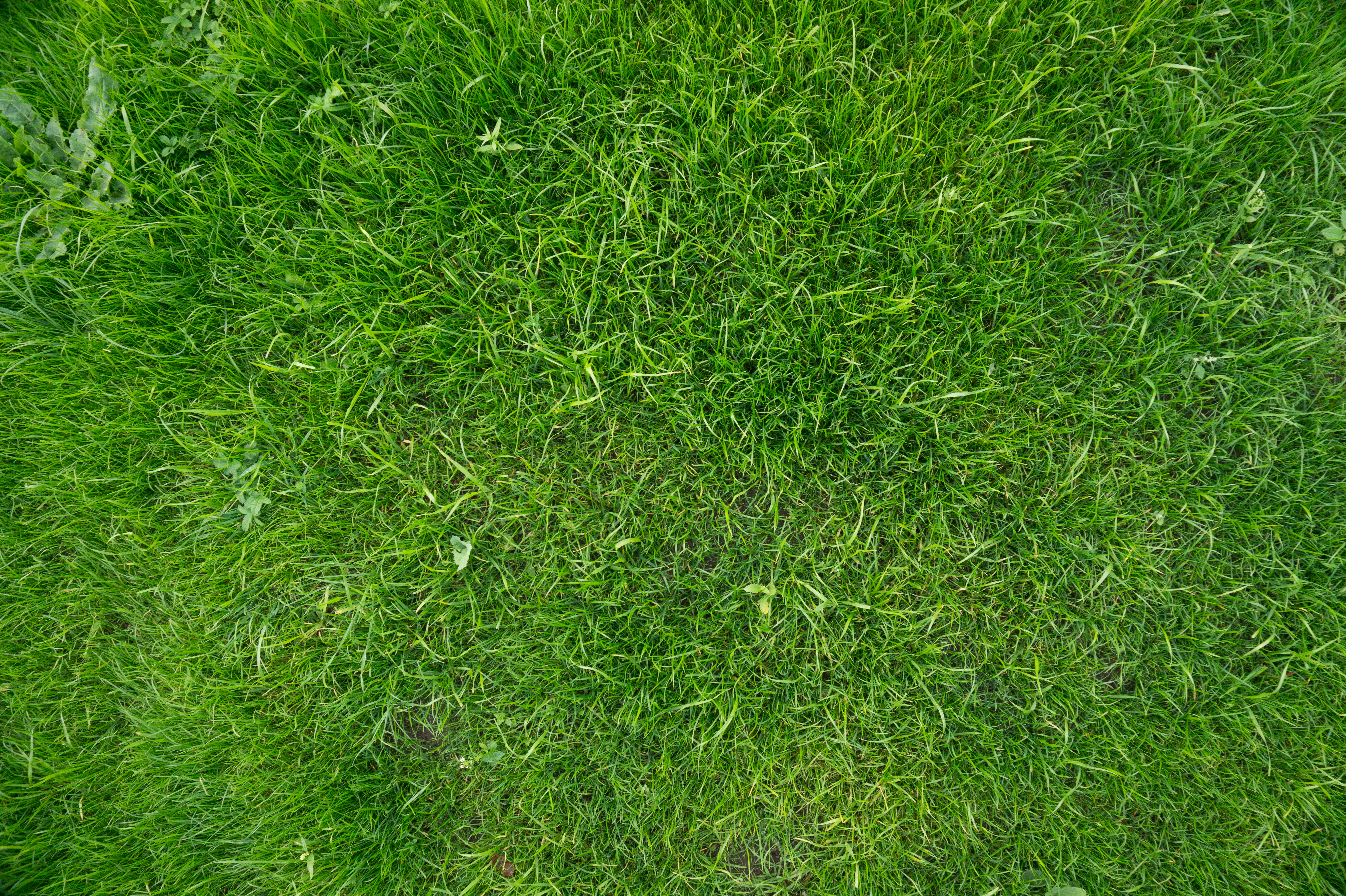 Grass-036 - Grass - Texturify - Free textures