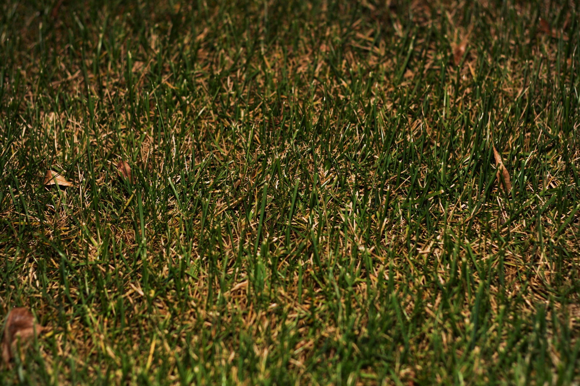 Grass, Environment, Field, Fresh, Freshness, HQ Photo