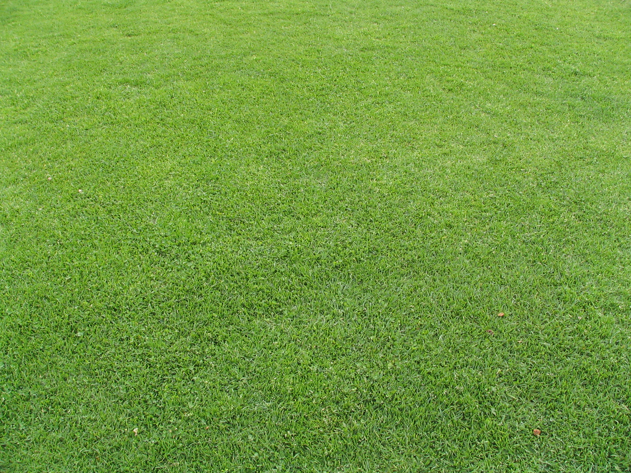 Grass in Pantoja Park | photo page - everystockphoto