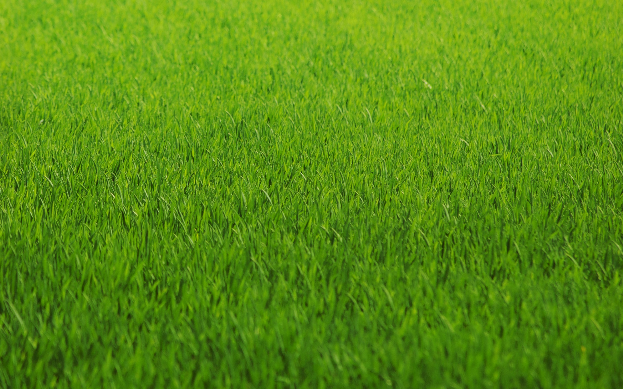 green, nature, grass, fields, lawn - Free Wallpaper / WallpaperJam.com