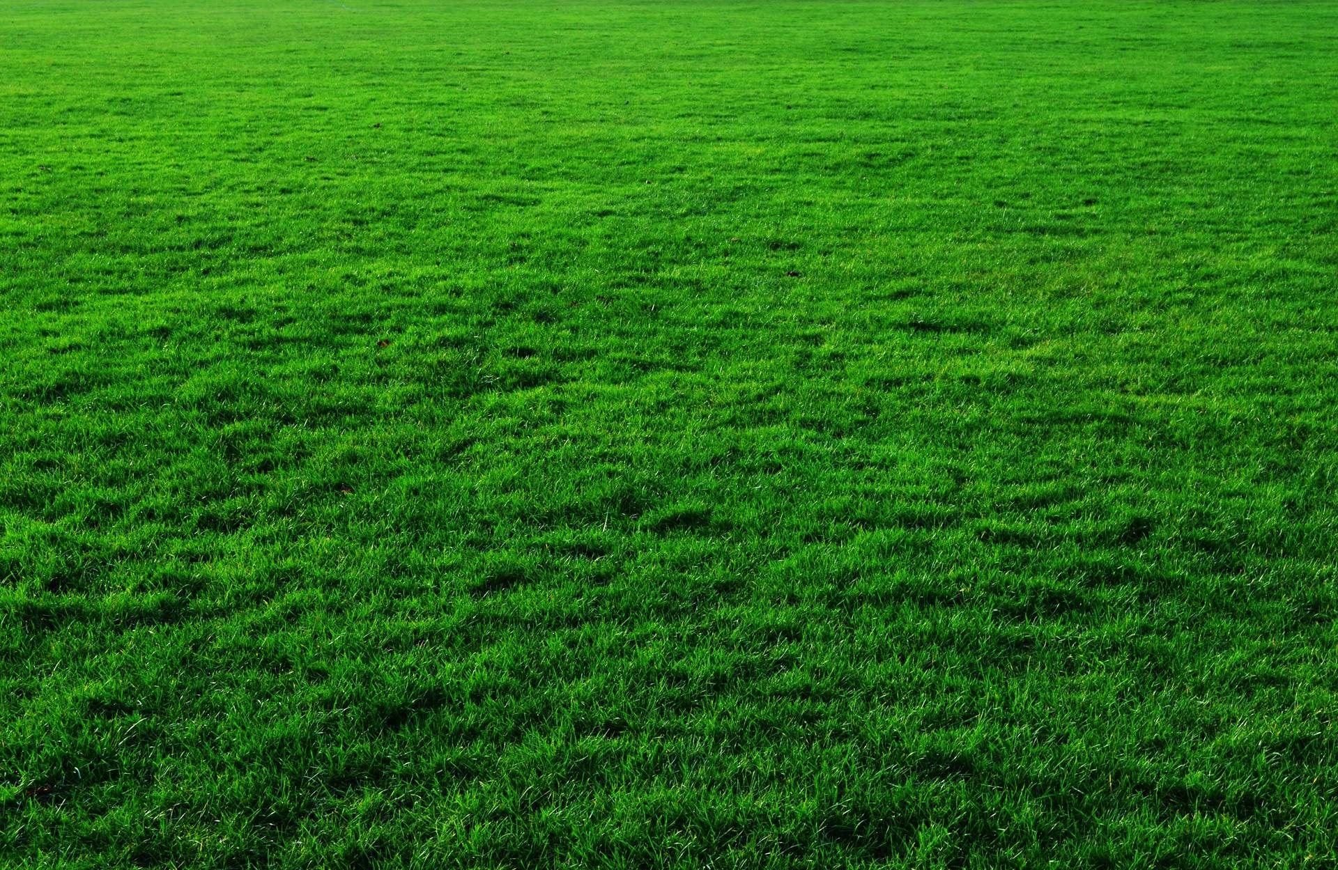 Artificial Turf Versus Real Grass in Colorado