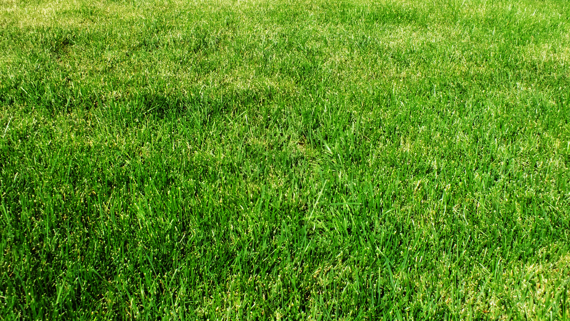 Grass Wallpapers and Background Images - stmed.net