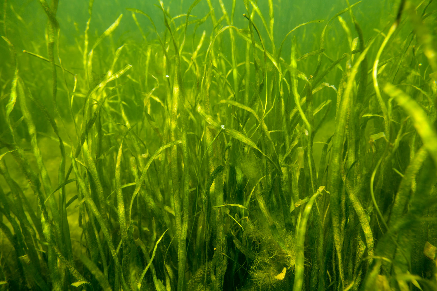 Underwater Grasses | Chesapeake Bay Program