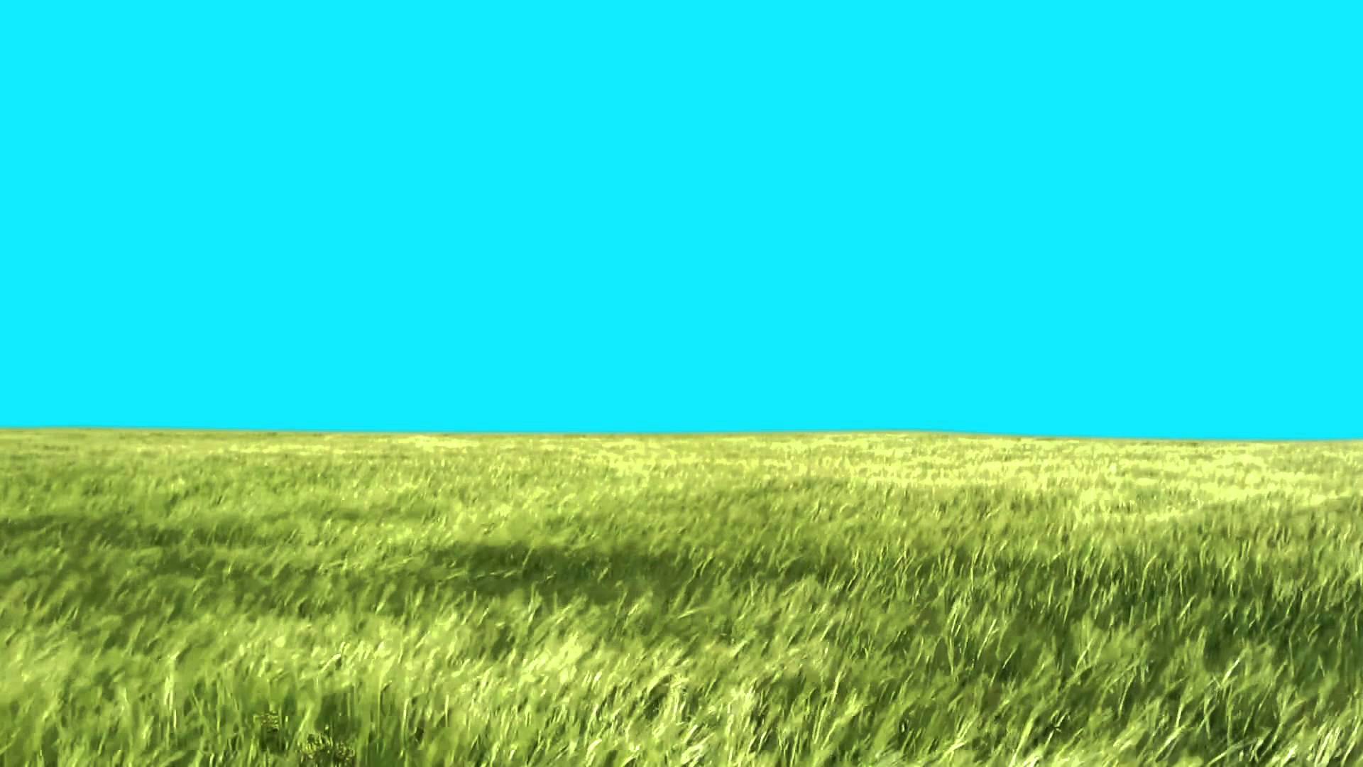 Green Screen Lawn High Grass moves with the wind HD - Footage ...
