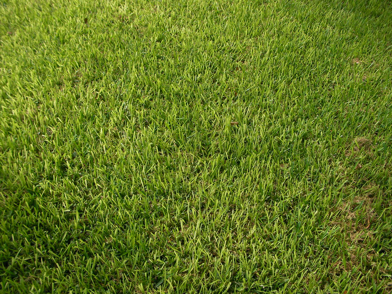 Which Types of Grass Should I Plant in Austin?