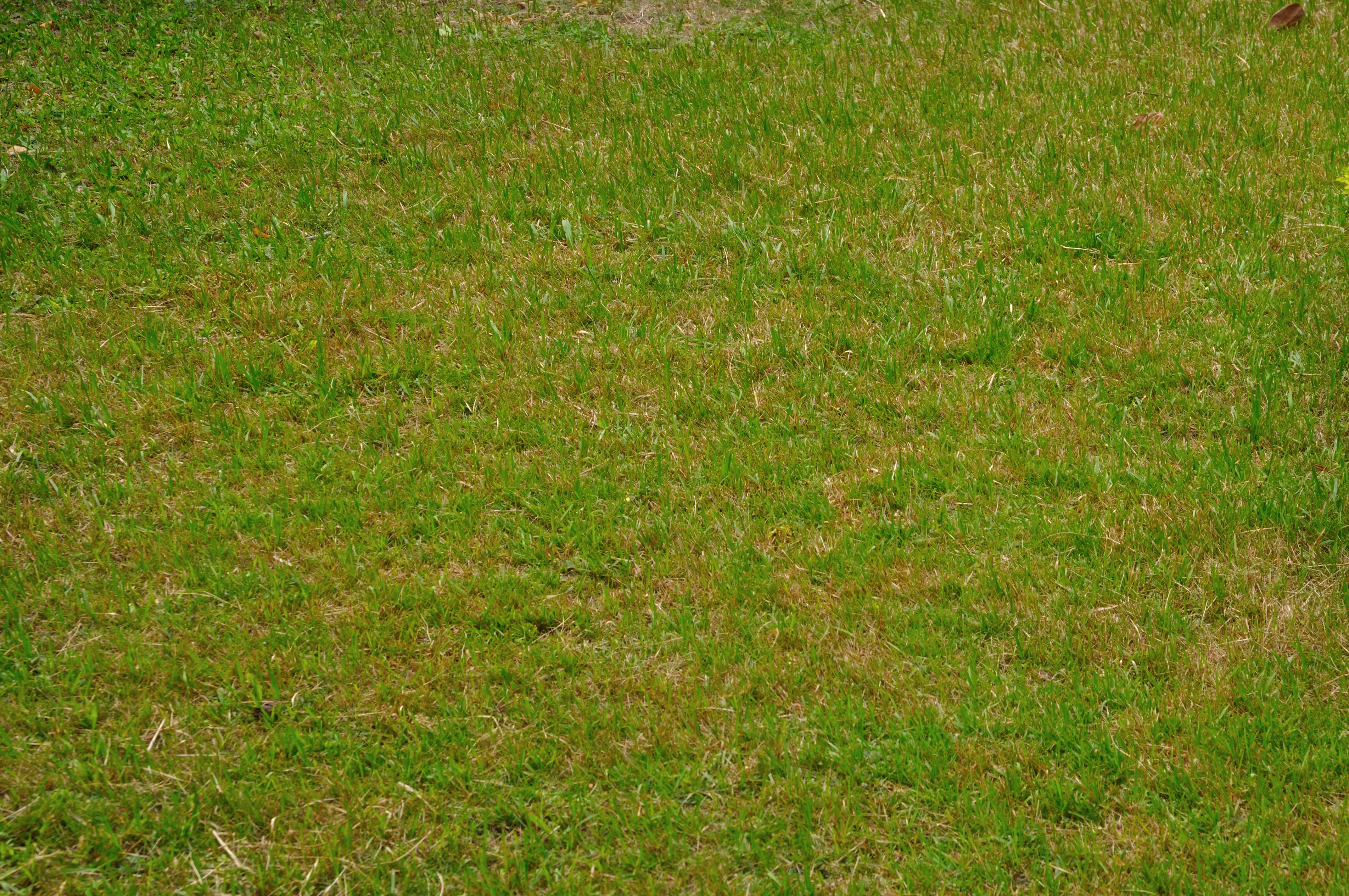 File:Grass - Kolkata 2010-11-08 7840.JPG - Wikimedia Commons