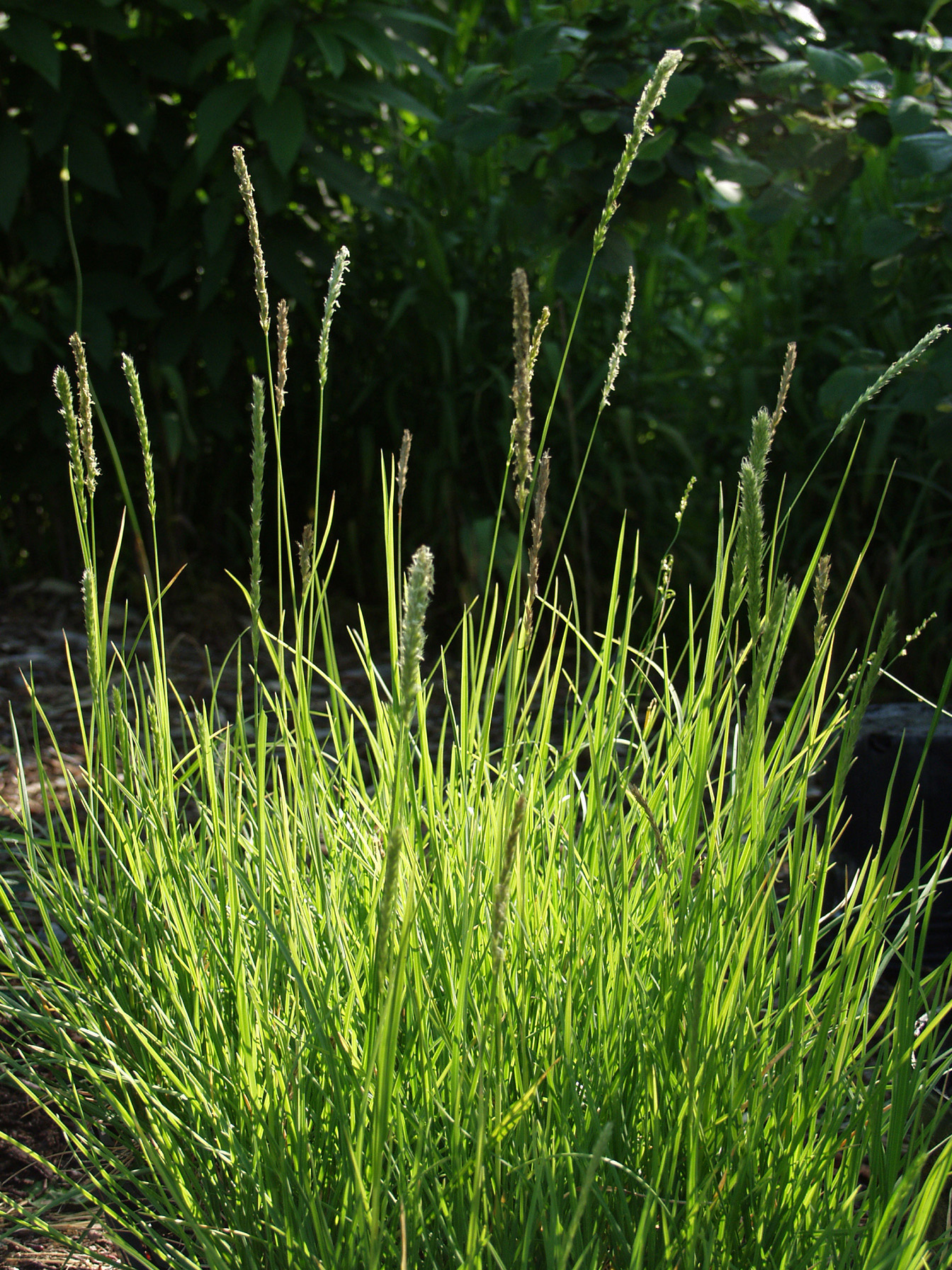 Tips for growing grasses and grass maintnenance