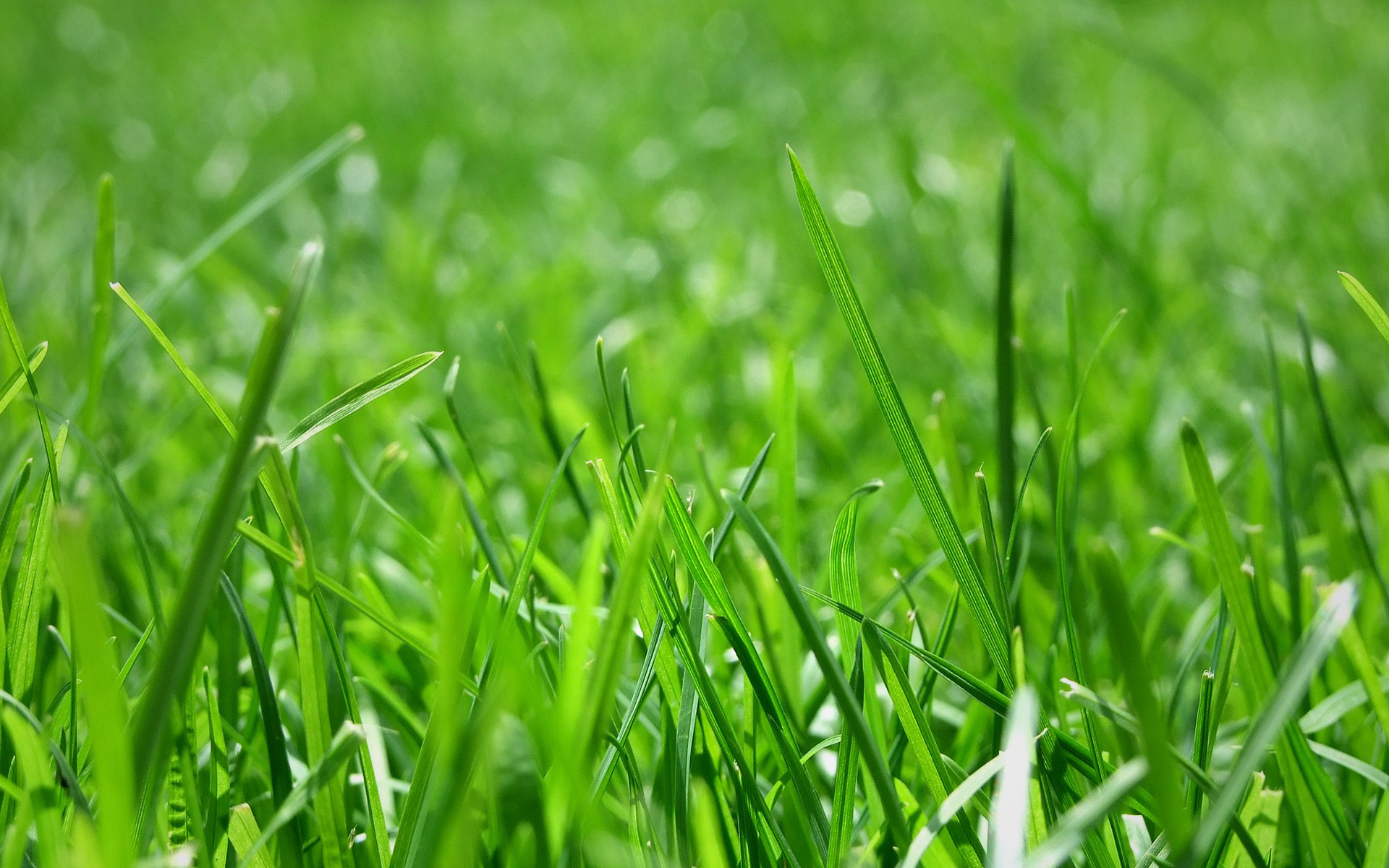 Lawn and Turf Blend - Great Basin Seeds