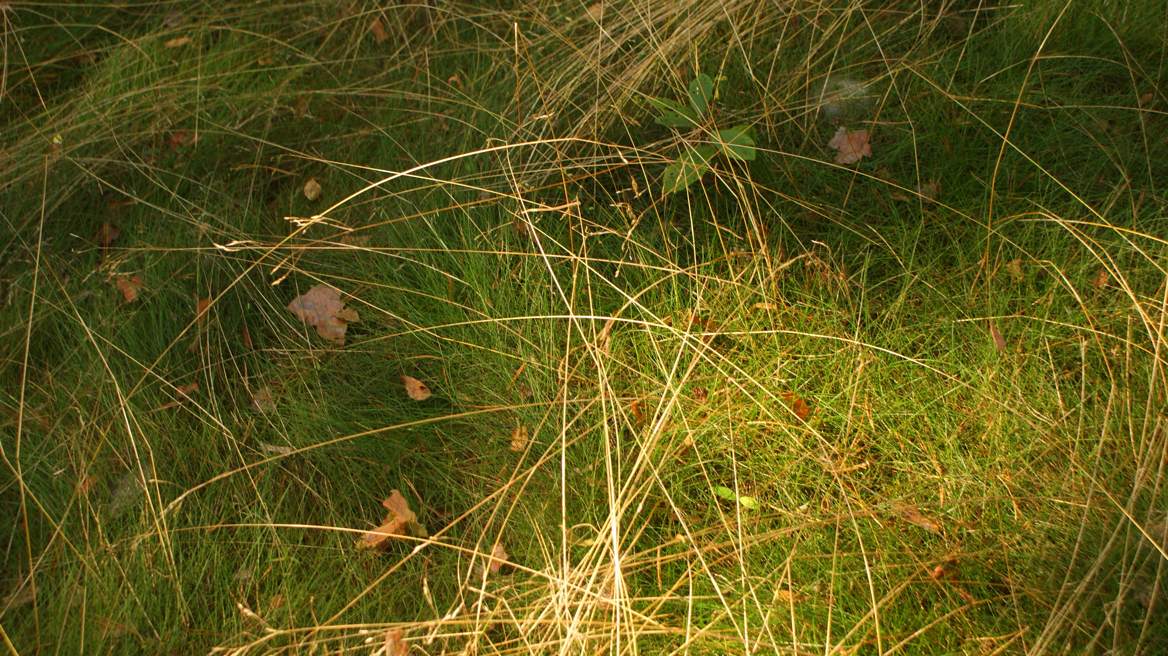 Grass 2, Autumn, Fall, Fern, Forest, HQ Photo