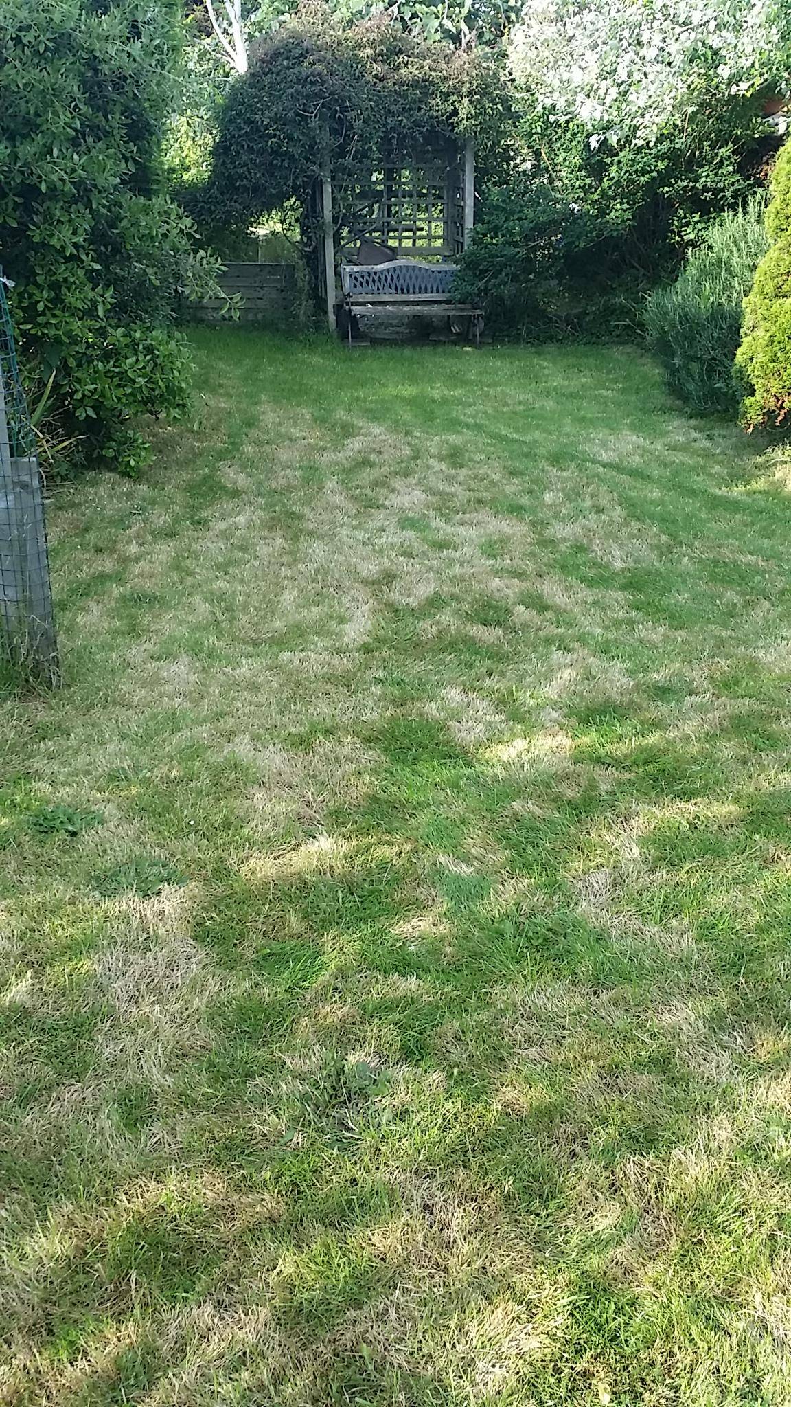 How to cure brown lawn. Grass stalks look too long - Gardening ...