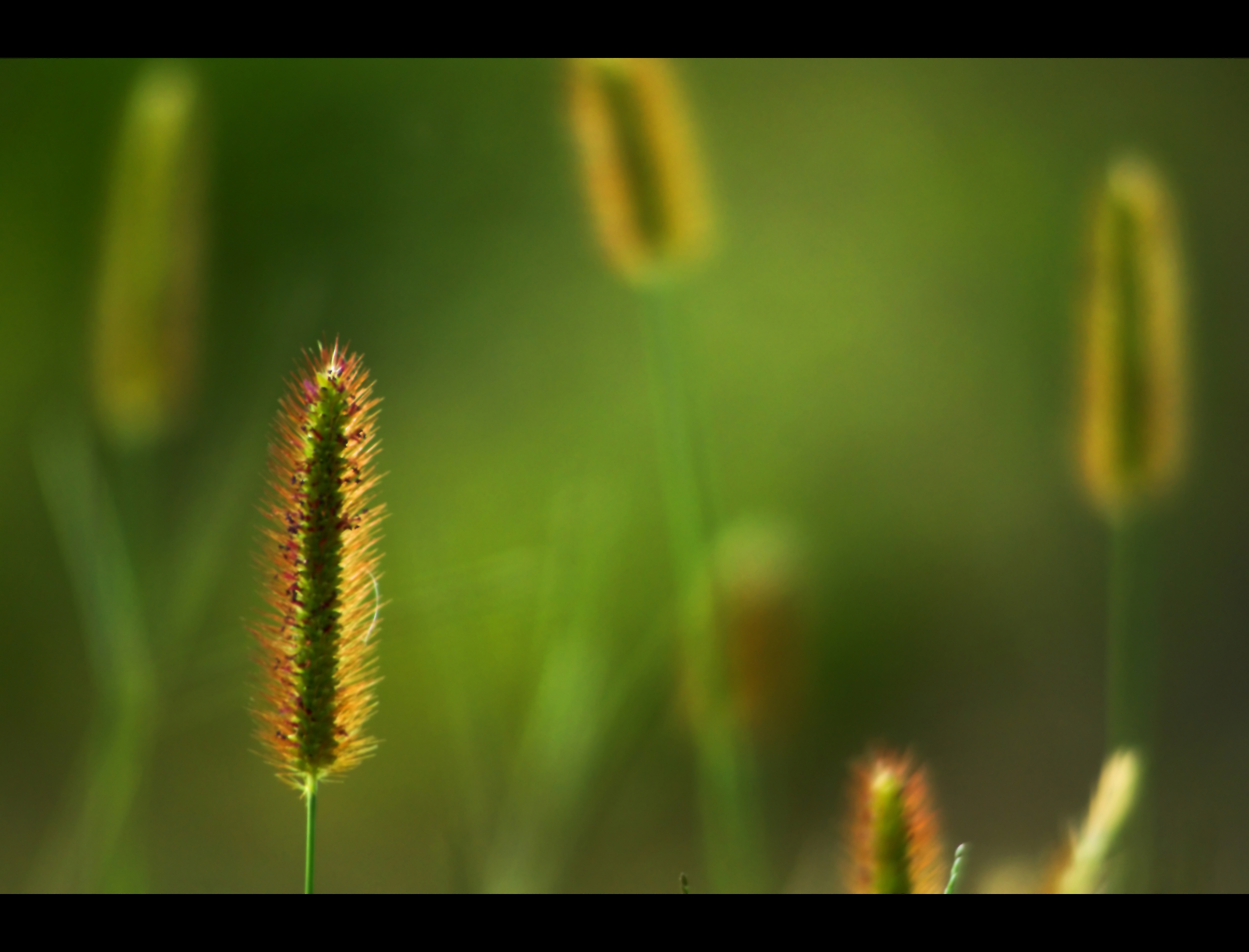 Grass, Abstract, Natural, Green, Lawn, HQ Photo