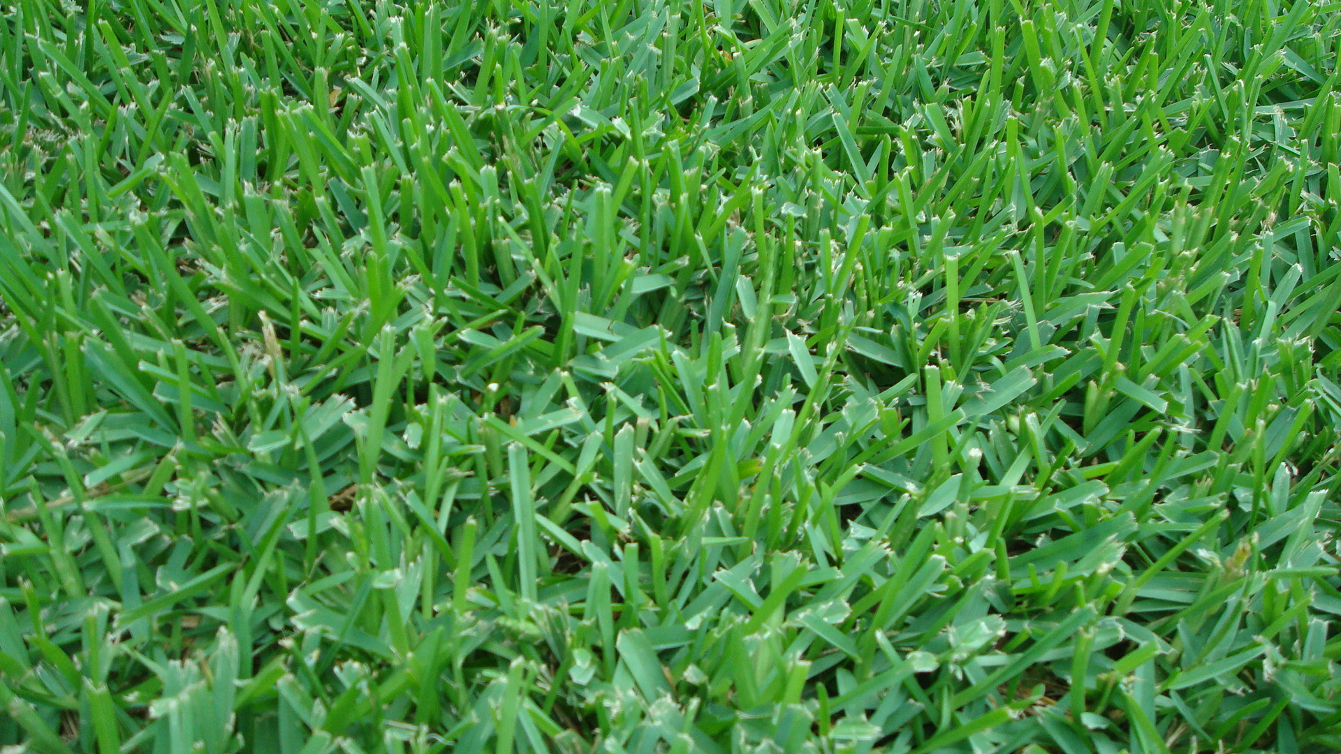 Saint Augustine Grass & Lawn Spraying - Bay Area Lawn & Pest Control