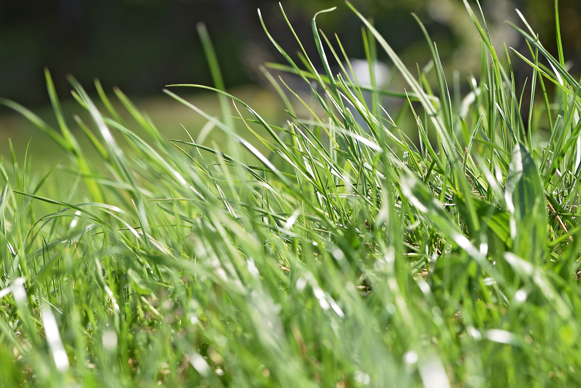 Картинка травы. Весенняя трава. Зеленая травка весной. Первая травка. Трава естественная.