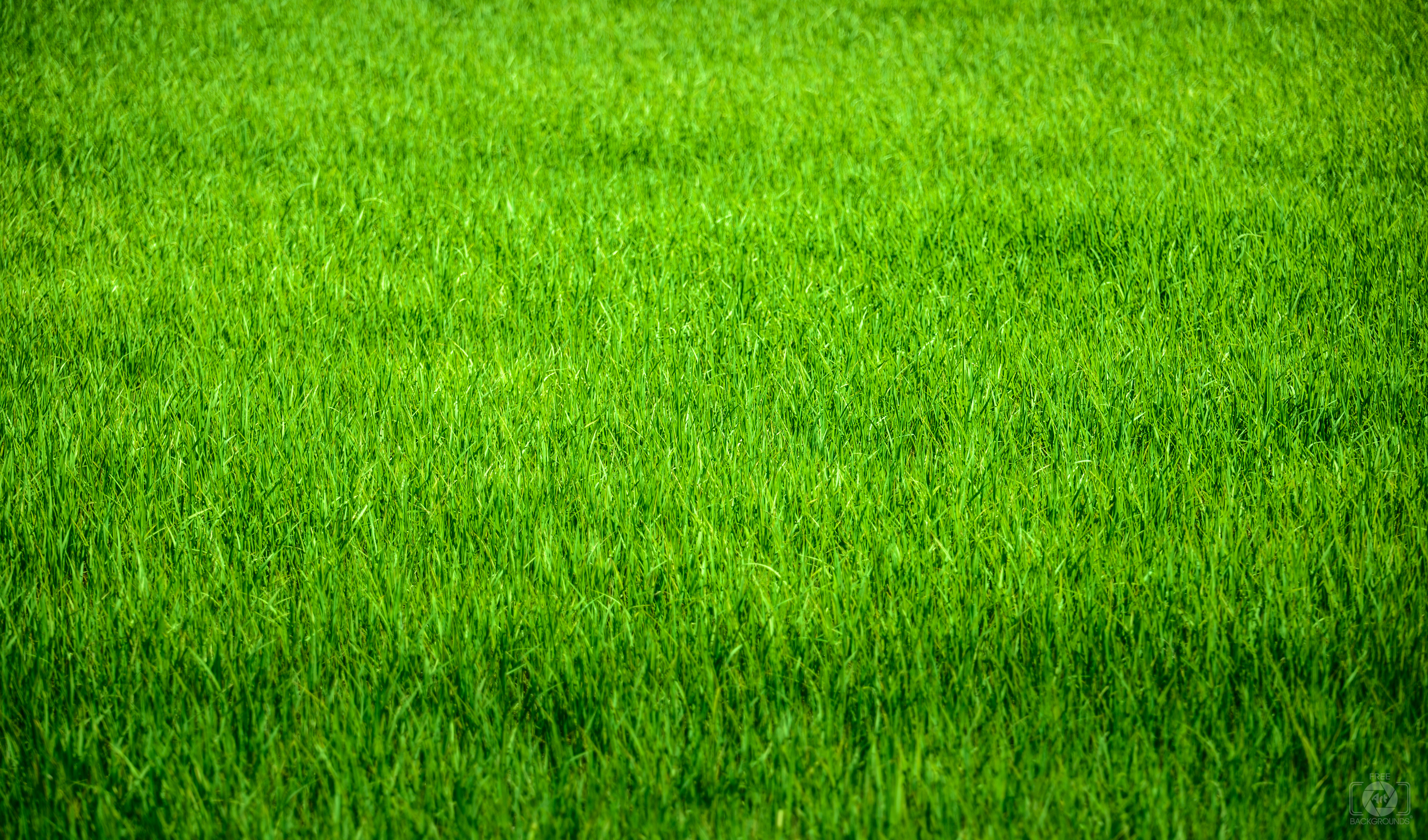 Garden Grass Texture - High-quality Free Backgrounds