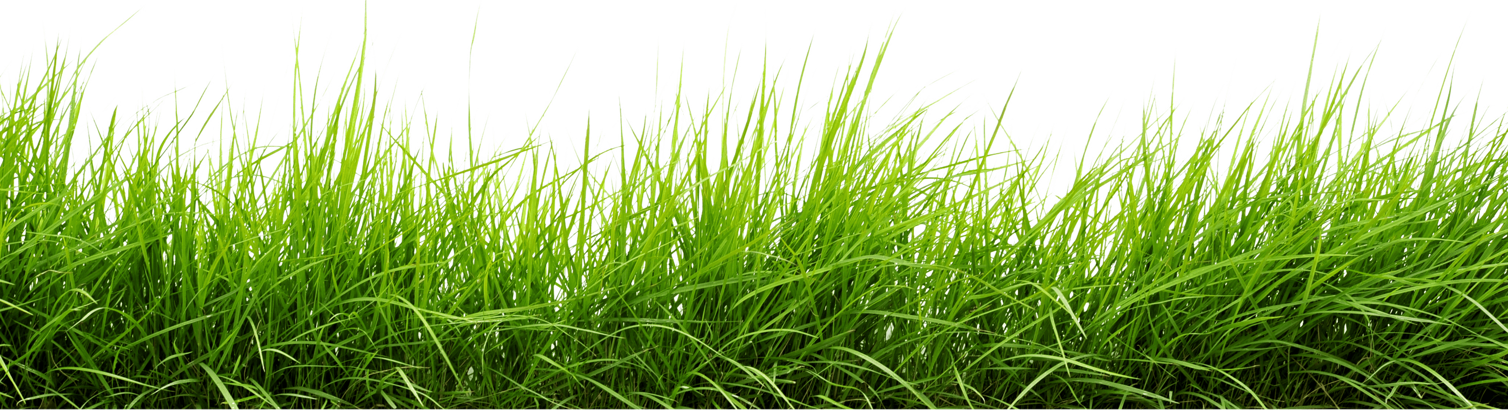 Line Of Grass PNG Image - PurePNG | Free transparent CC0 PNG Image ...