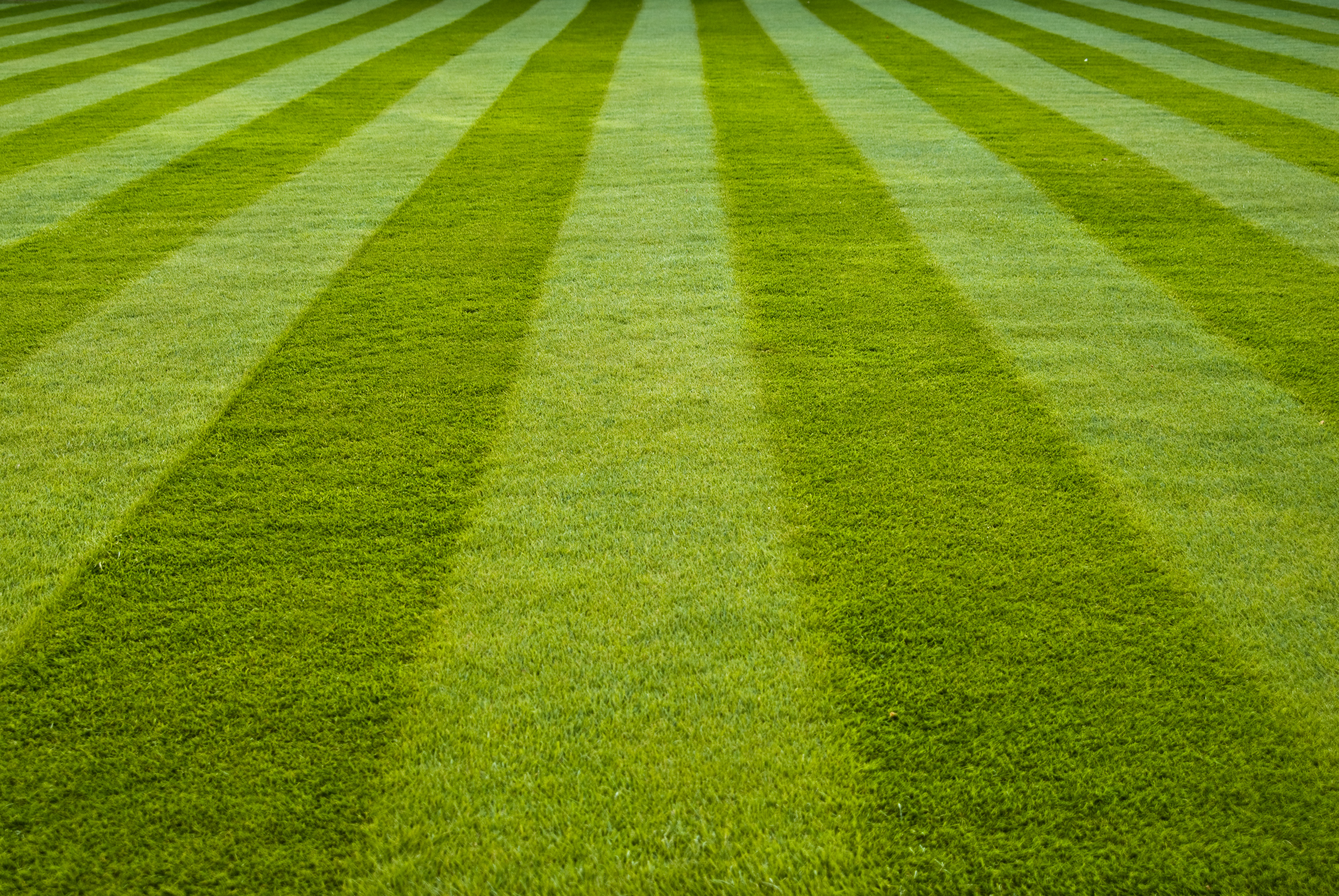 VitaStrength | There's No Such Thing as Greener Grass