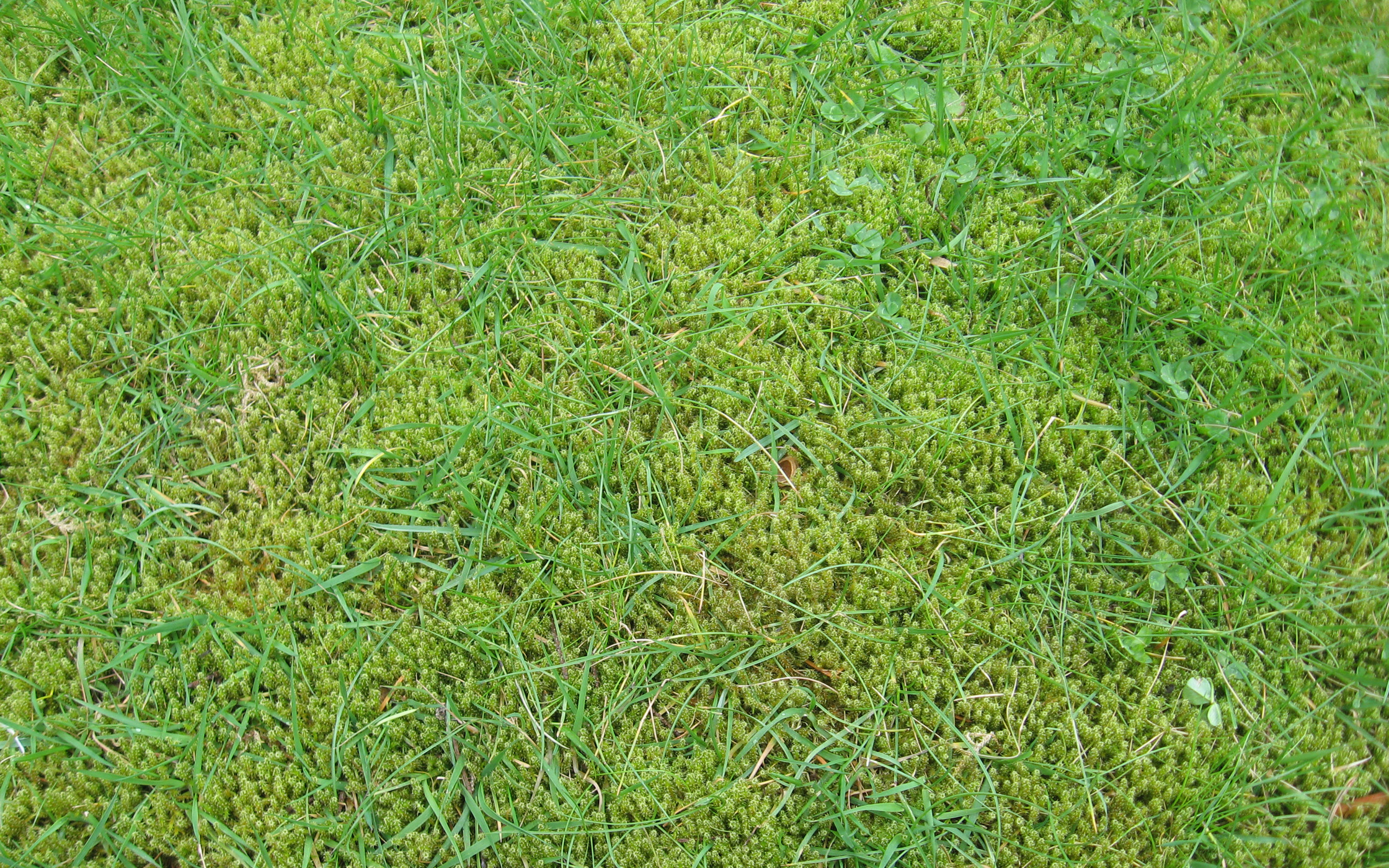 Correcting Lawn Conditions That Favour Moss Growth