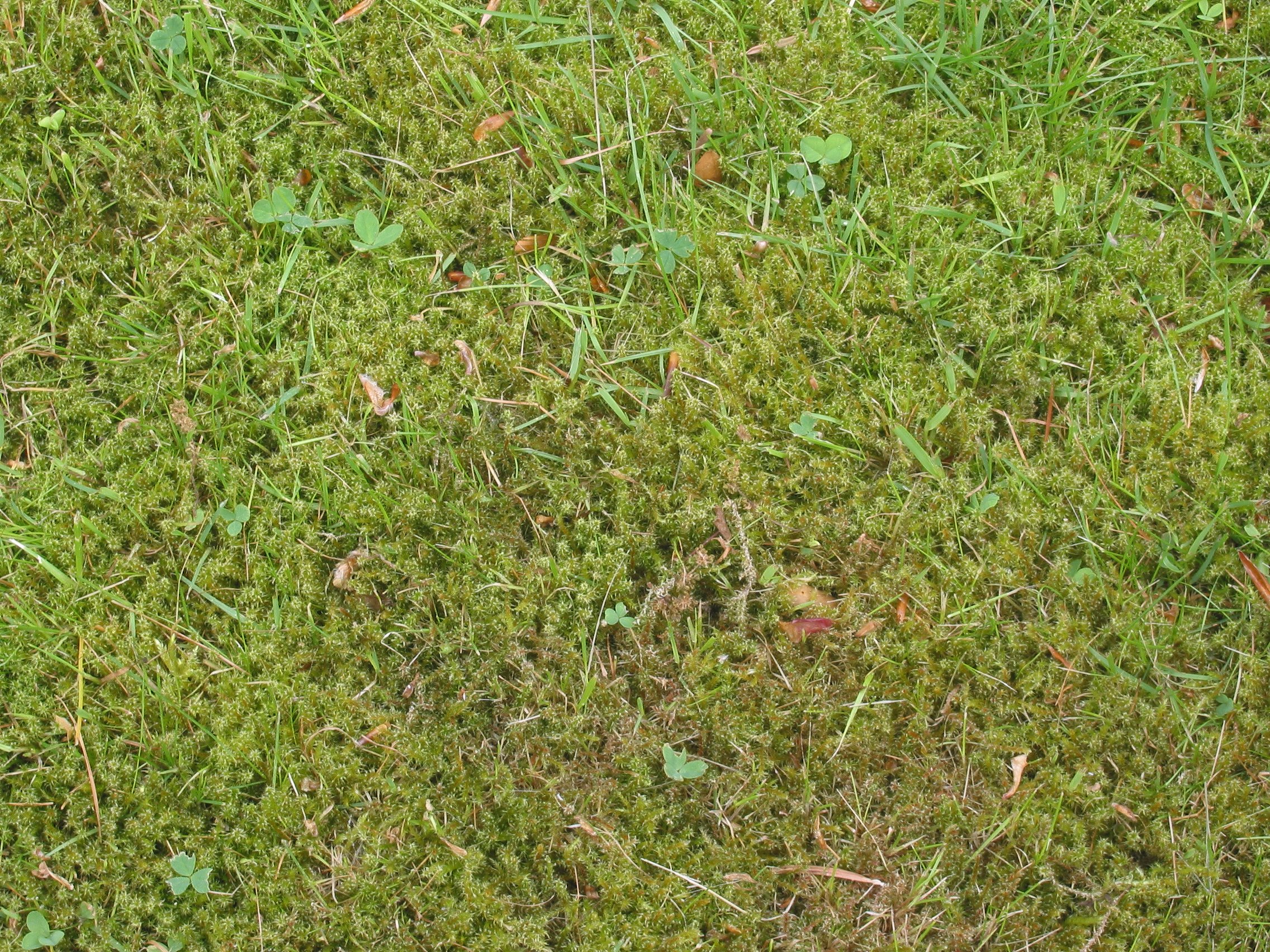 Газонная трава вытесняющая сорняки