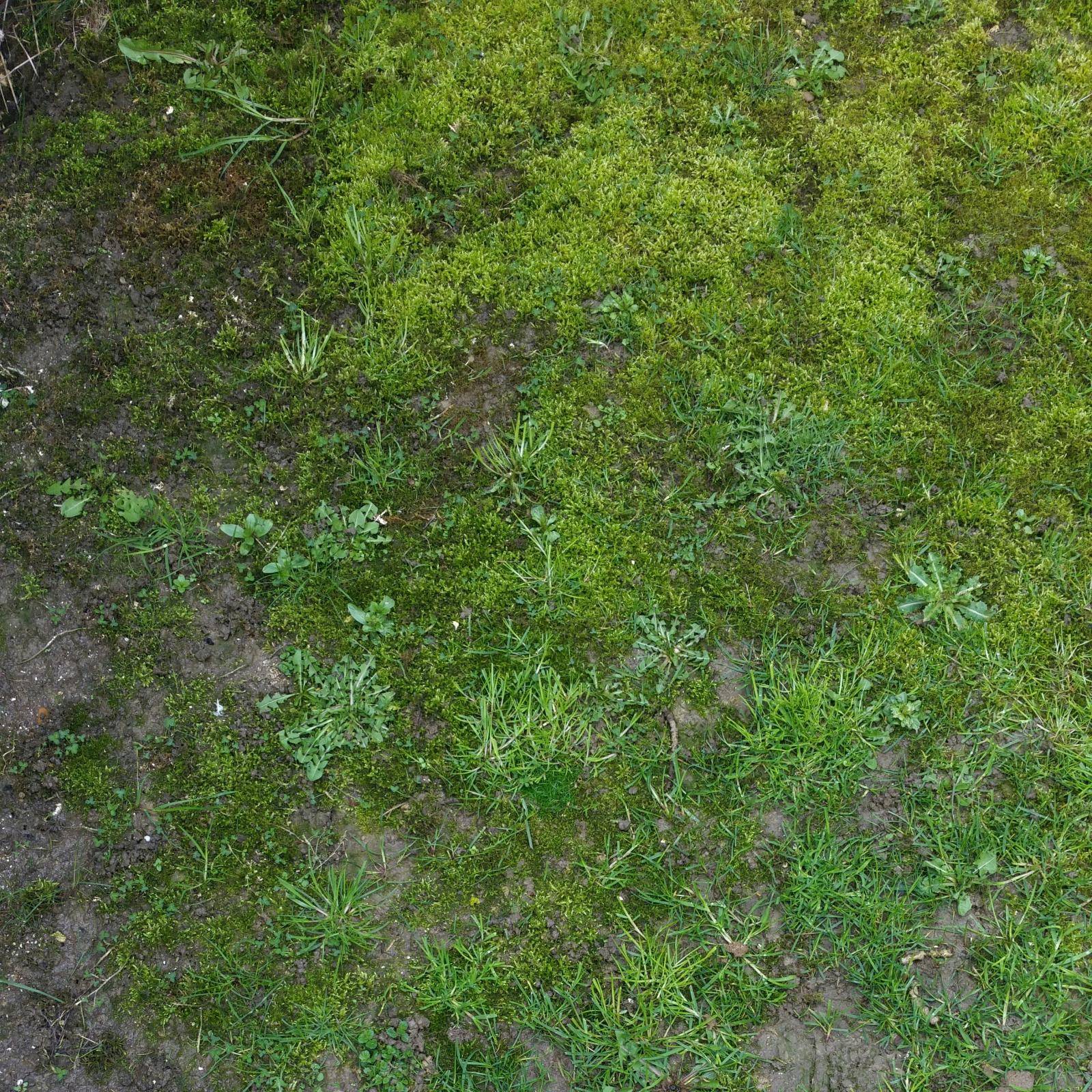 grass - What's the best way to eliminate the moss in a shady, damp ...